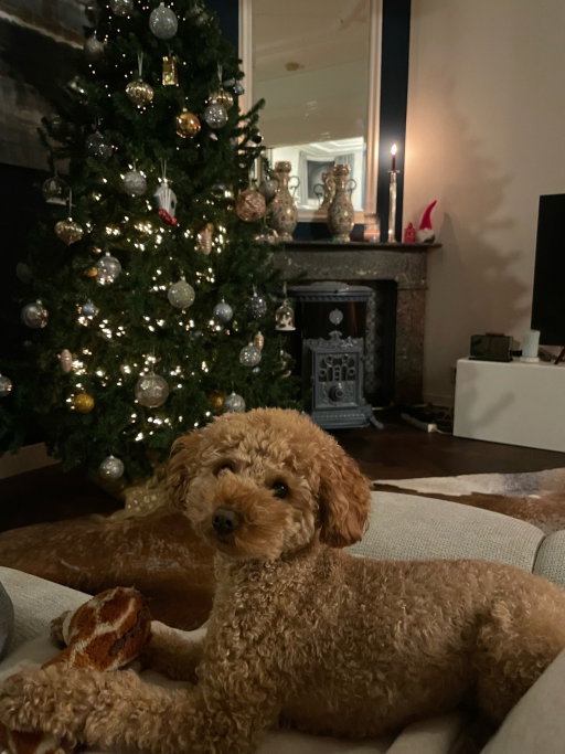 Rhodée, pet sitter in Amsterdam, photo 2