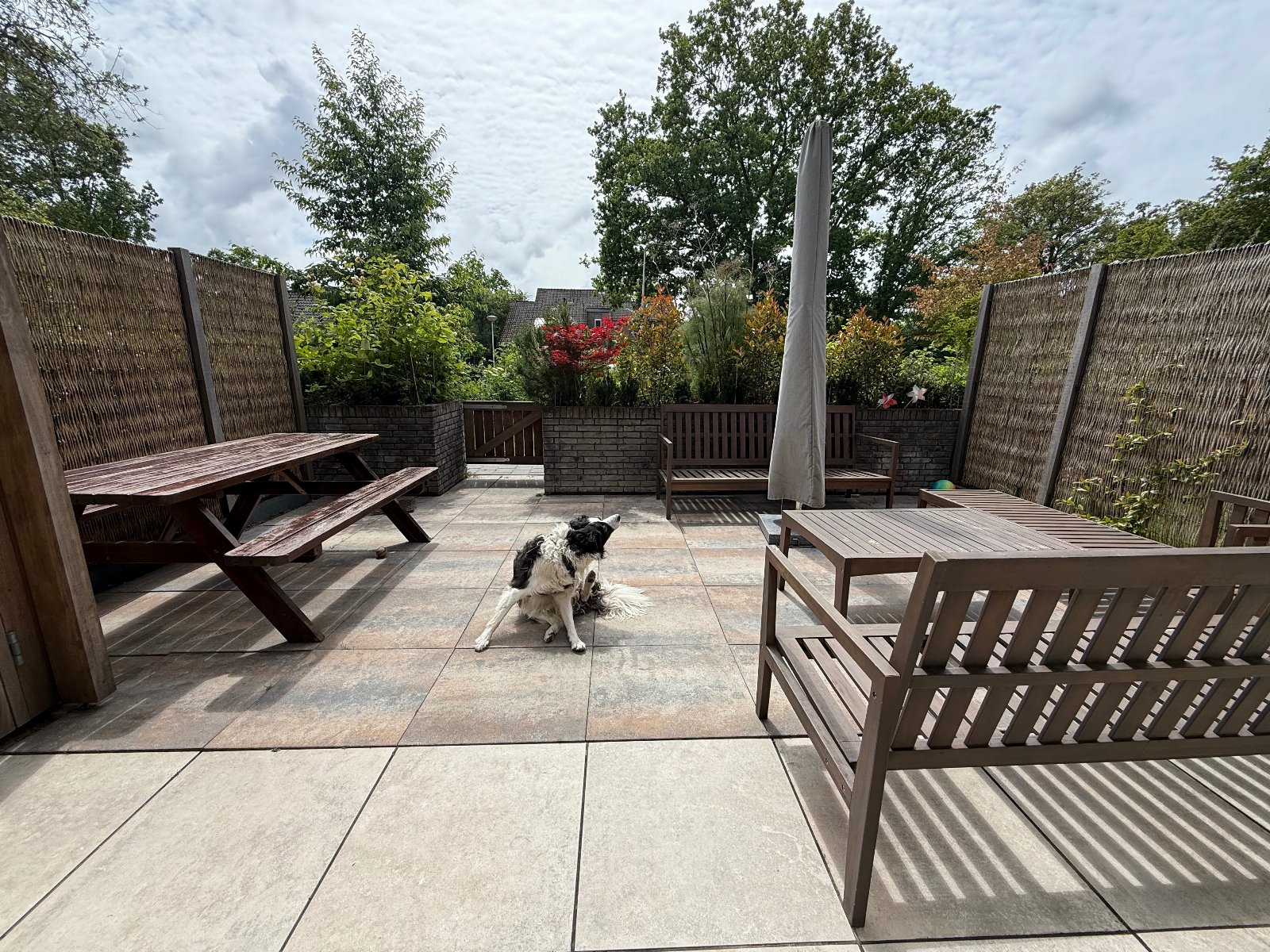 Wang, pet sitter in Bennebroek, photo 4
