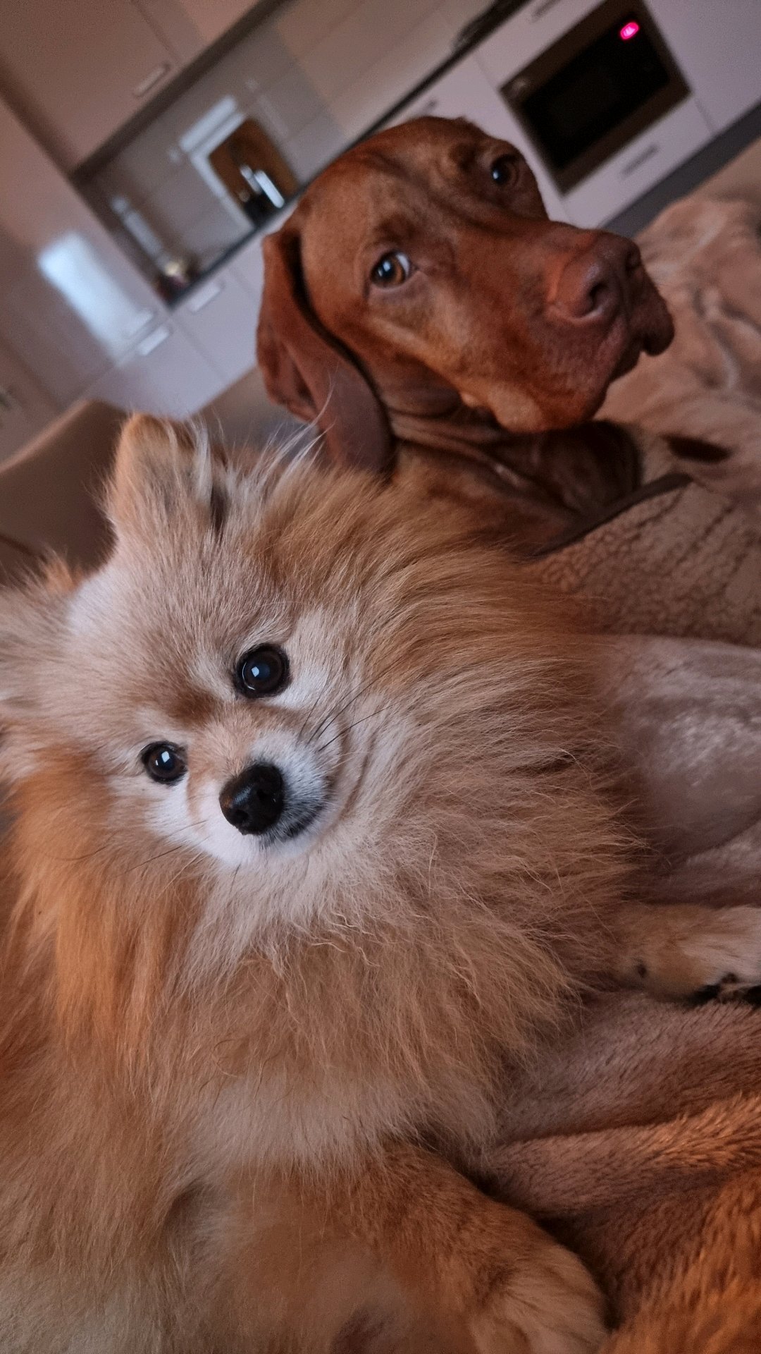 Tamara, pet sitter in Rosmalen, photo 3