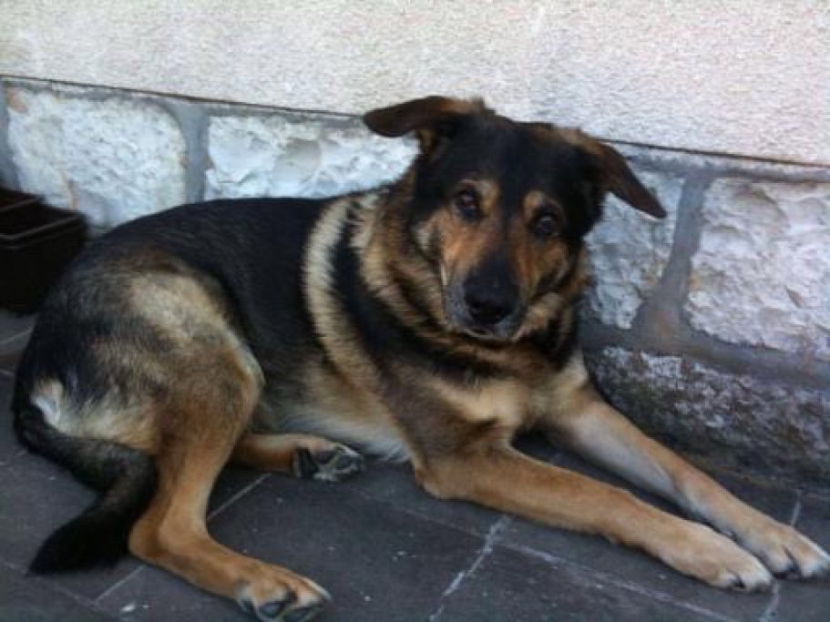 Marcel, Tiersitter in Fürth, Foto 2