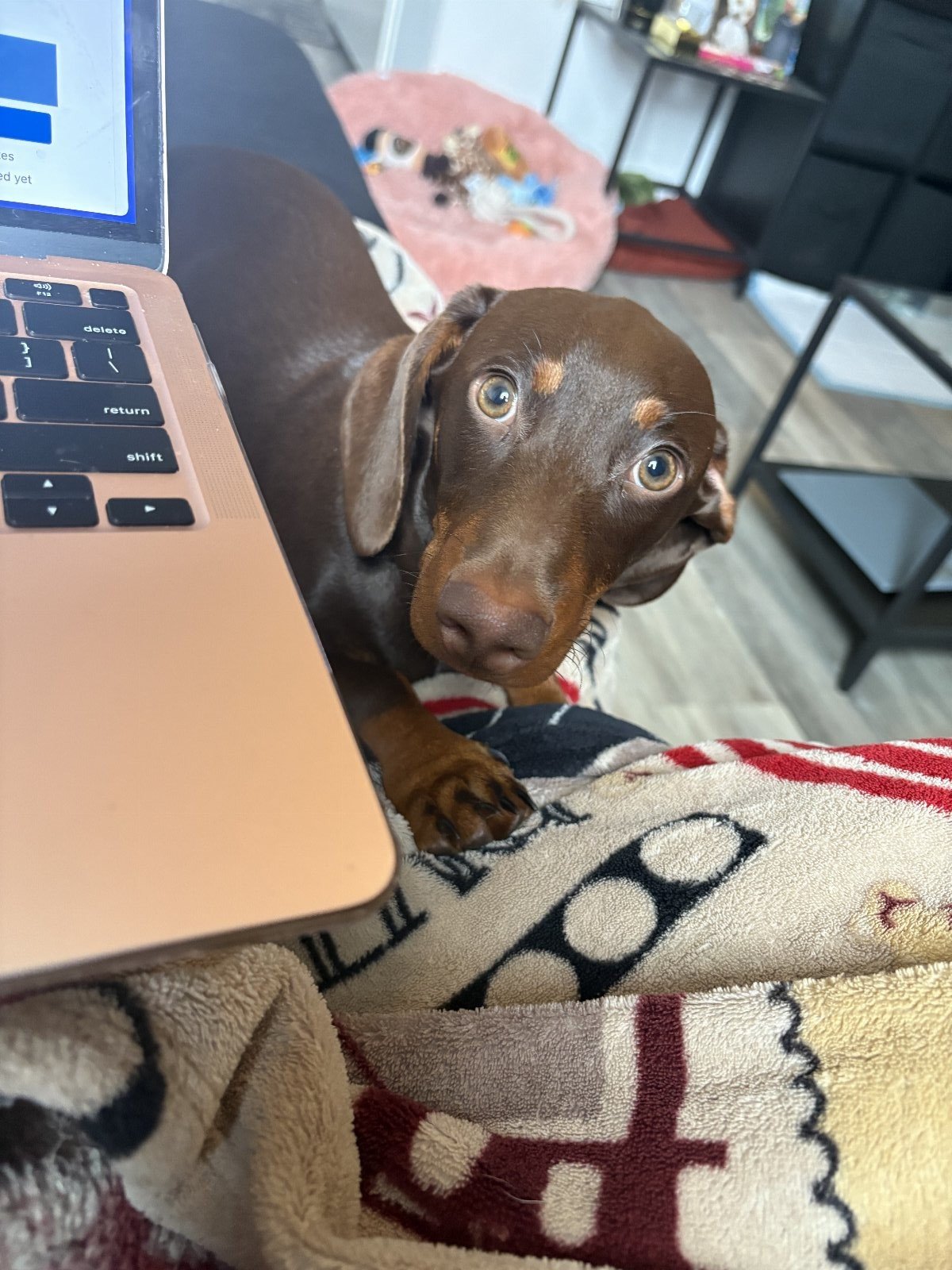Osheana, pet sitter in 's-Gravenhage, photo 4