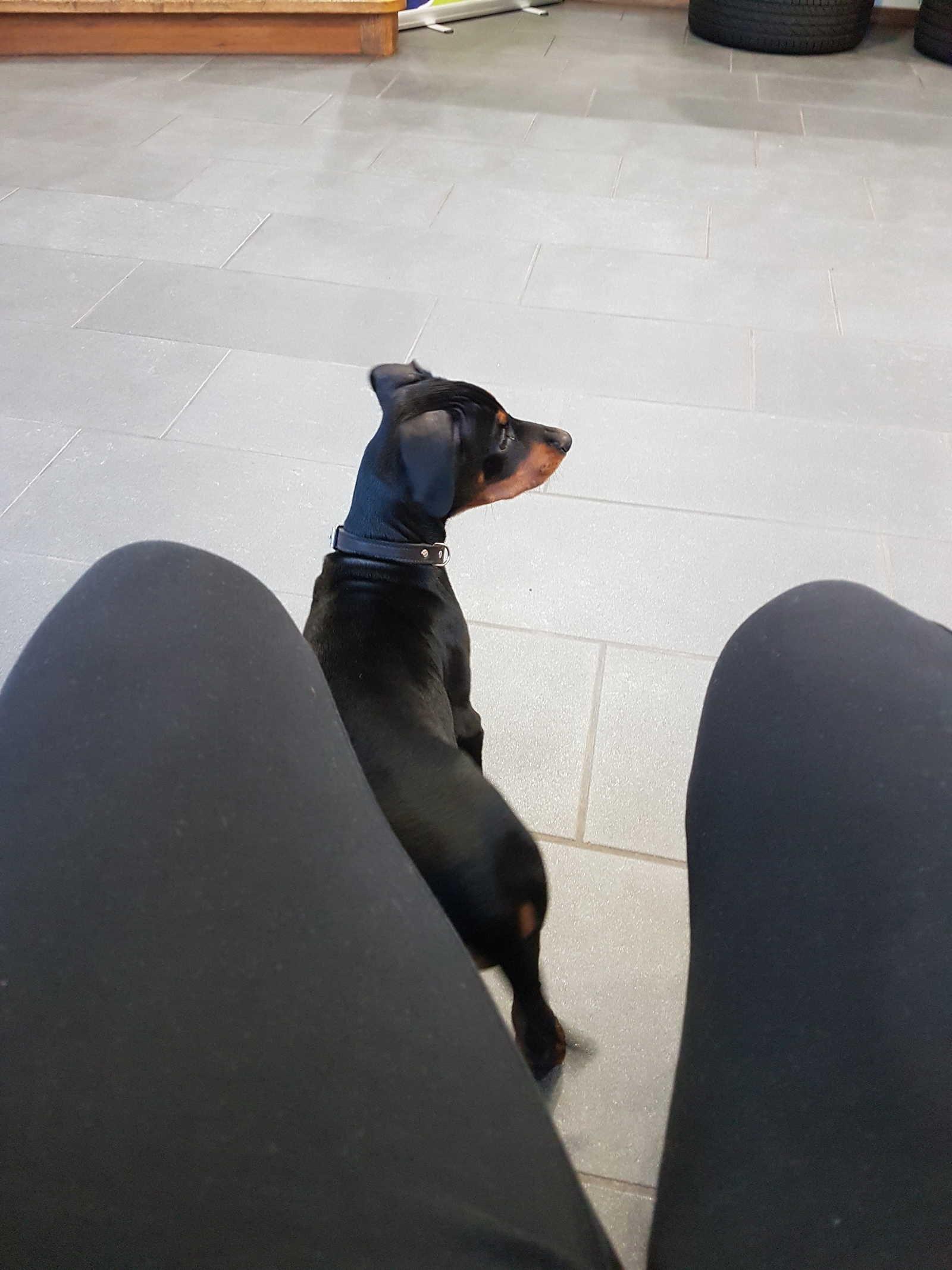 Sharon, pet sitter in Rotterdam, photo 2