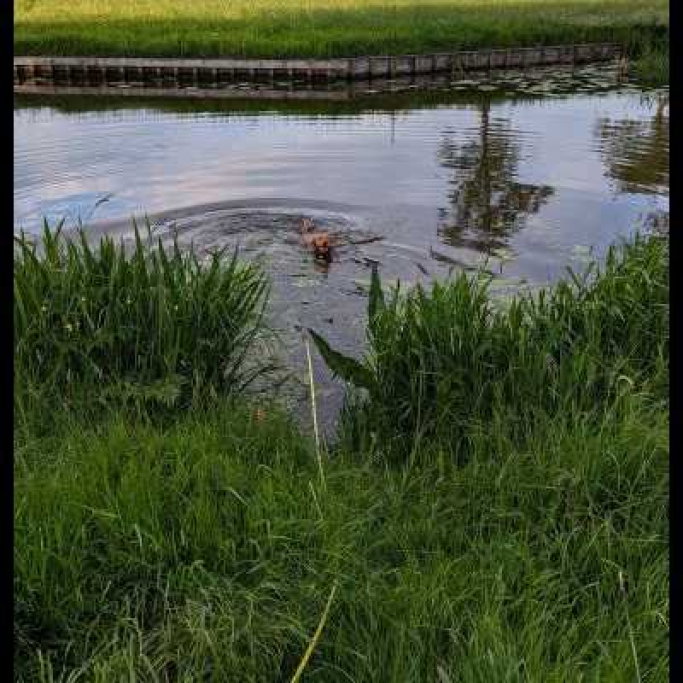 Erica, pet sitter in Noordeloos, photo 3