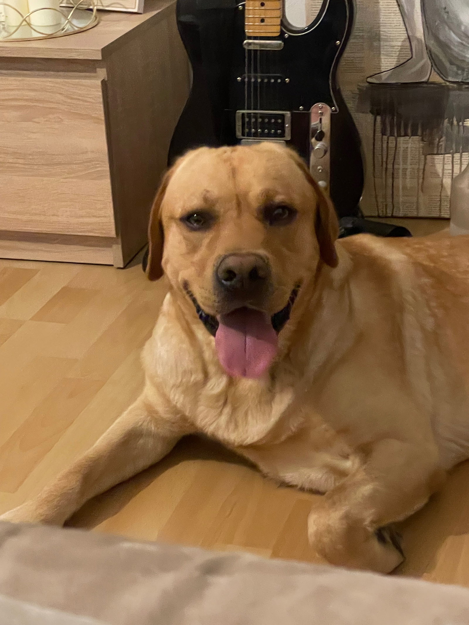 Veronika, pet sitter in Düsseldorf, photo 5