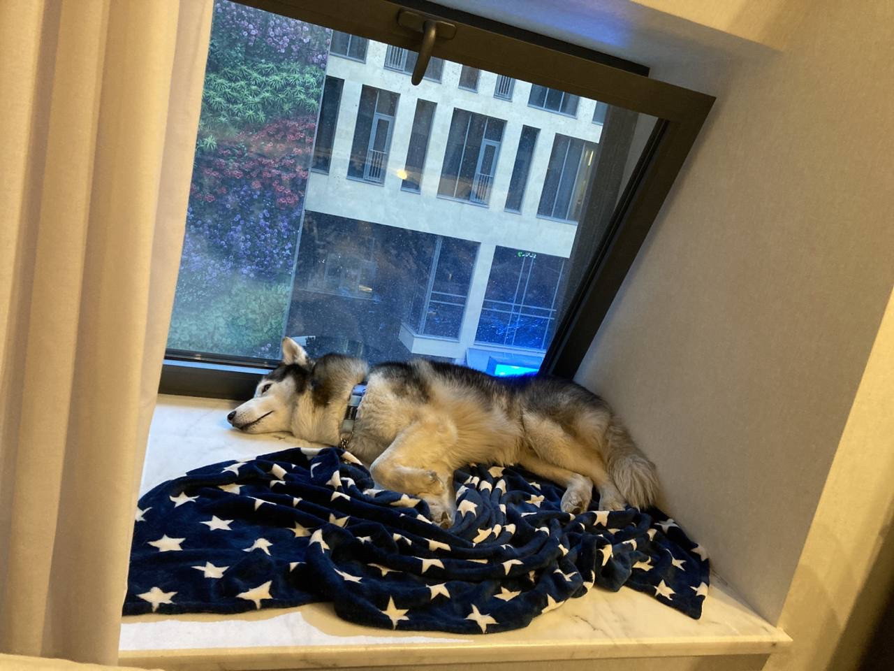 Olesia, pet sitter in Amsterdam, photo 5