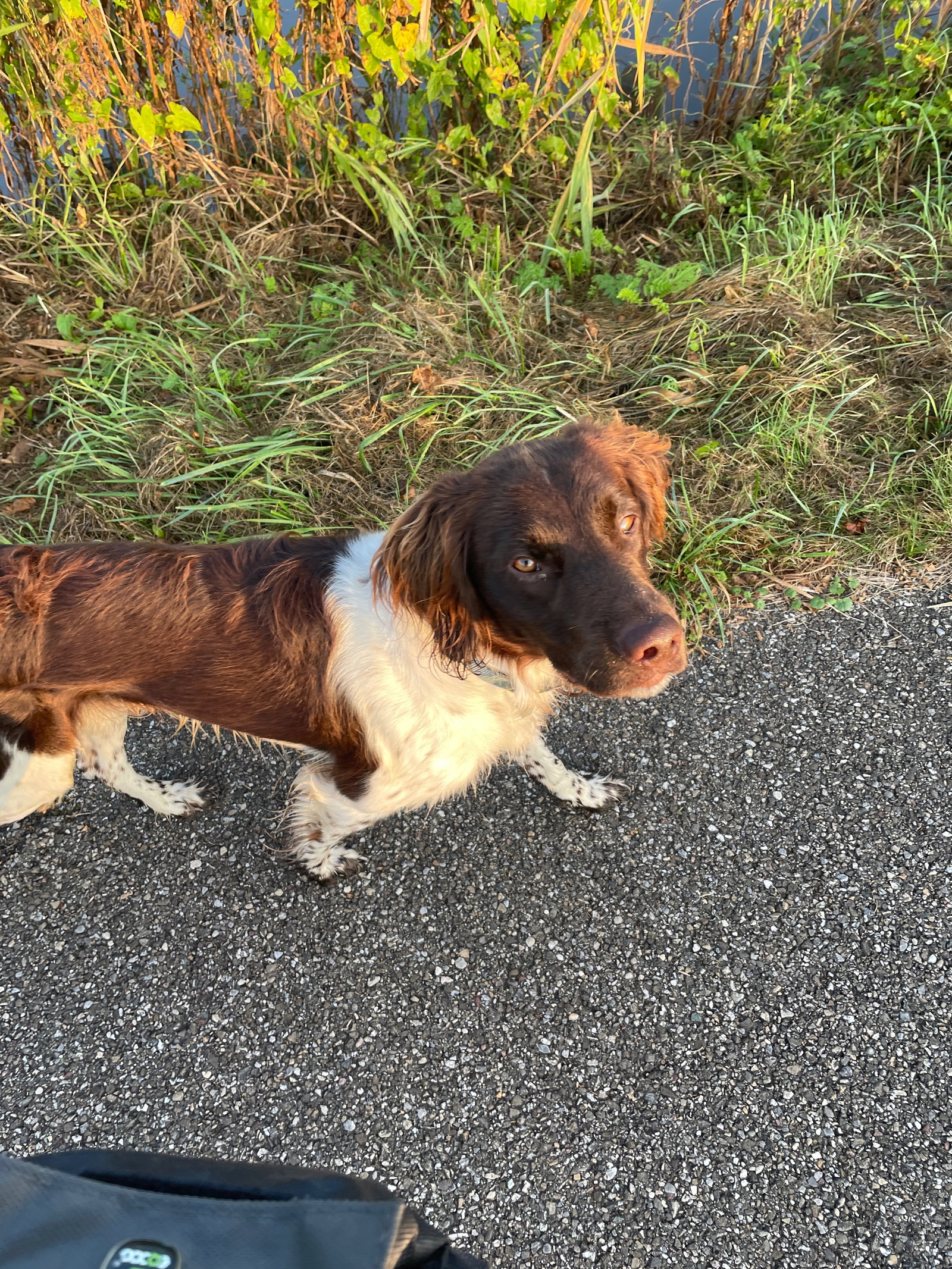 Brigitte, pet sitter in Ermelo, photo 1