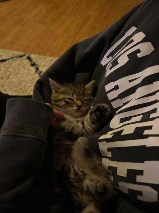 Hanna, pet sitter in Amsterdam, photo 1