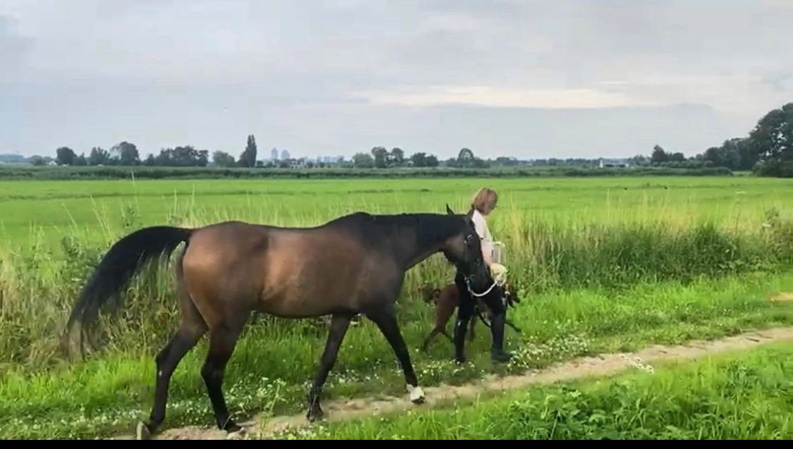 Mathilda, pet sitter in Amstelveen, photo 5