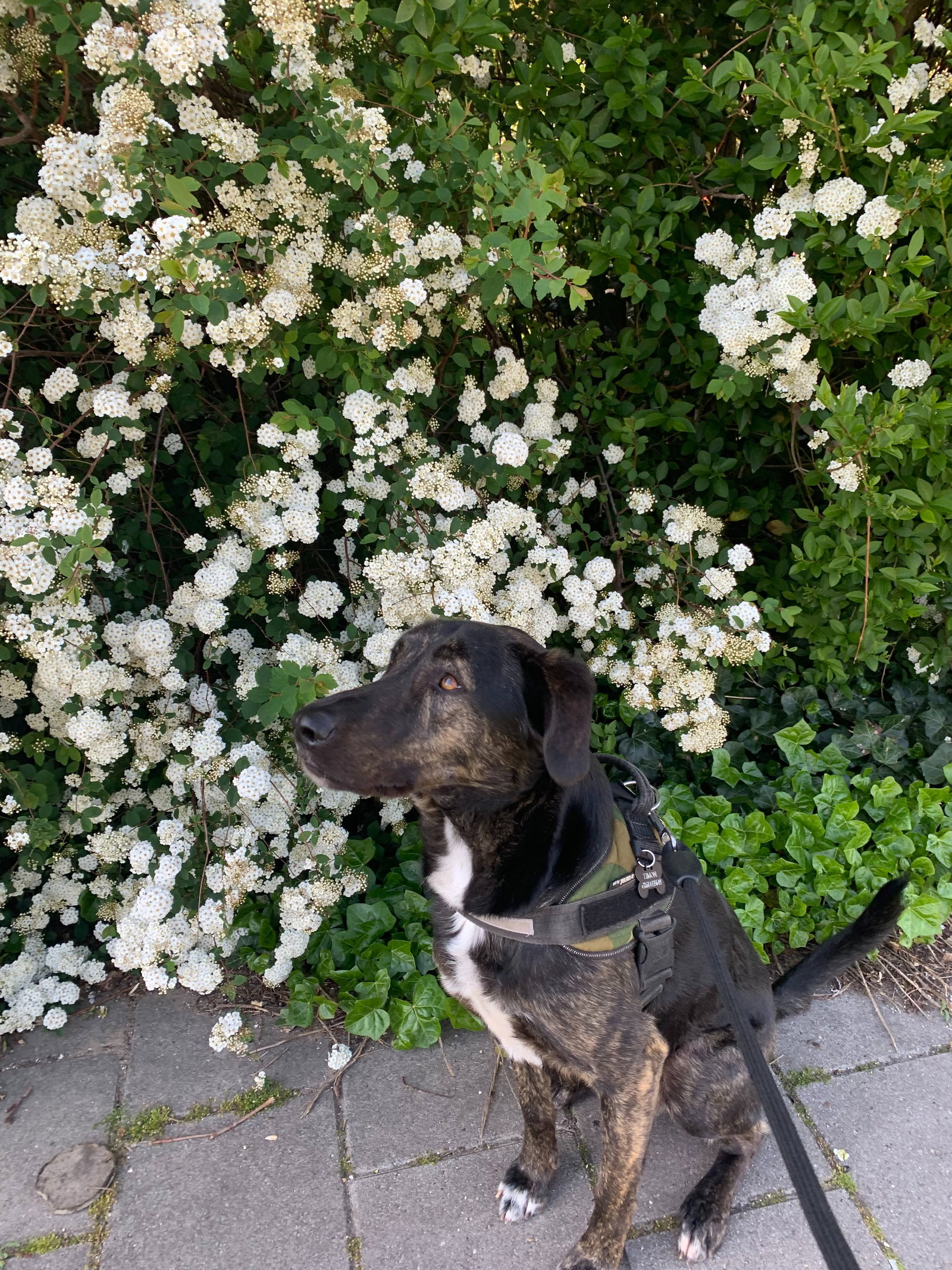 Lea, pet sitter in 's-Gravenhage, photo 4