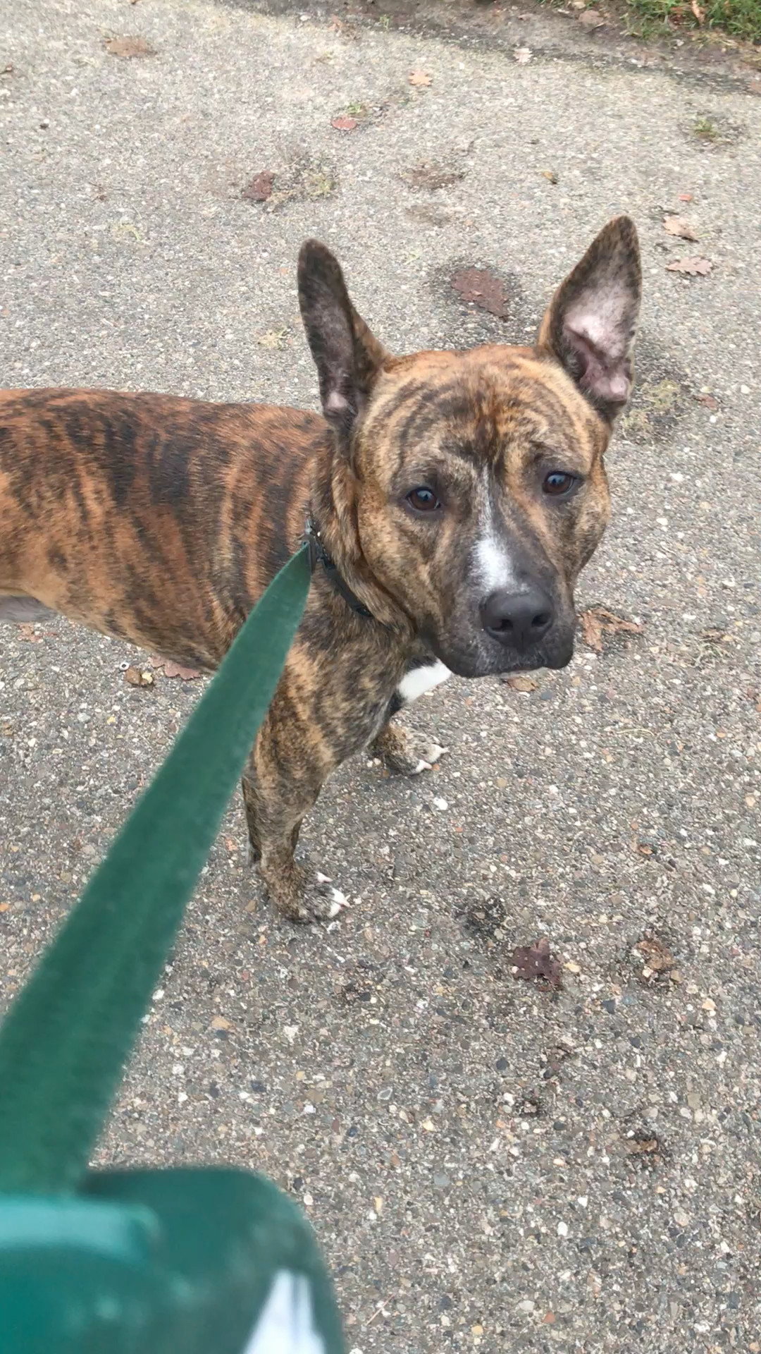 Jolijn, pet sitter in Amsterdam, photo 2