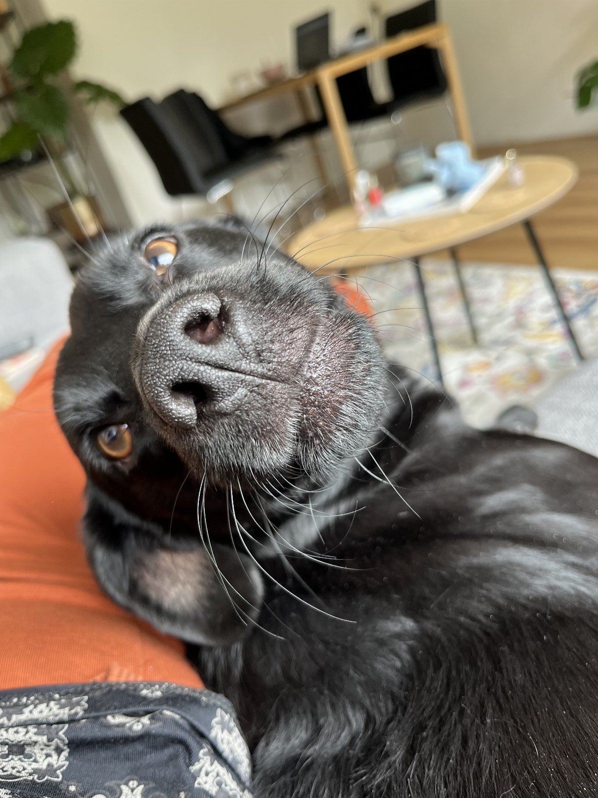 Liselore, pet sitter in Den Haag, photo 2