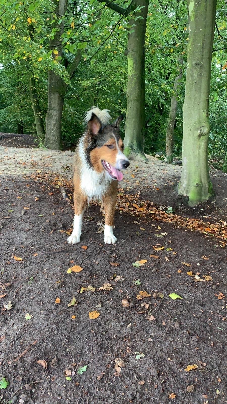 Adri, pet sitter in Groningen , photo 5