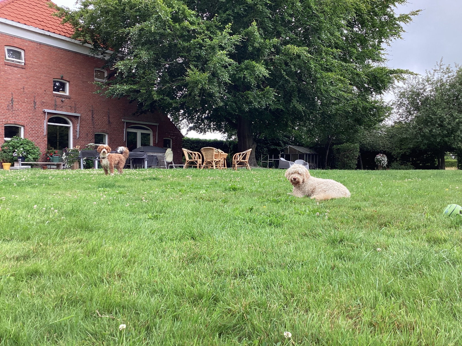Barbra, pet sitter in Tripscompagnie, photo 1
