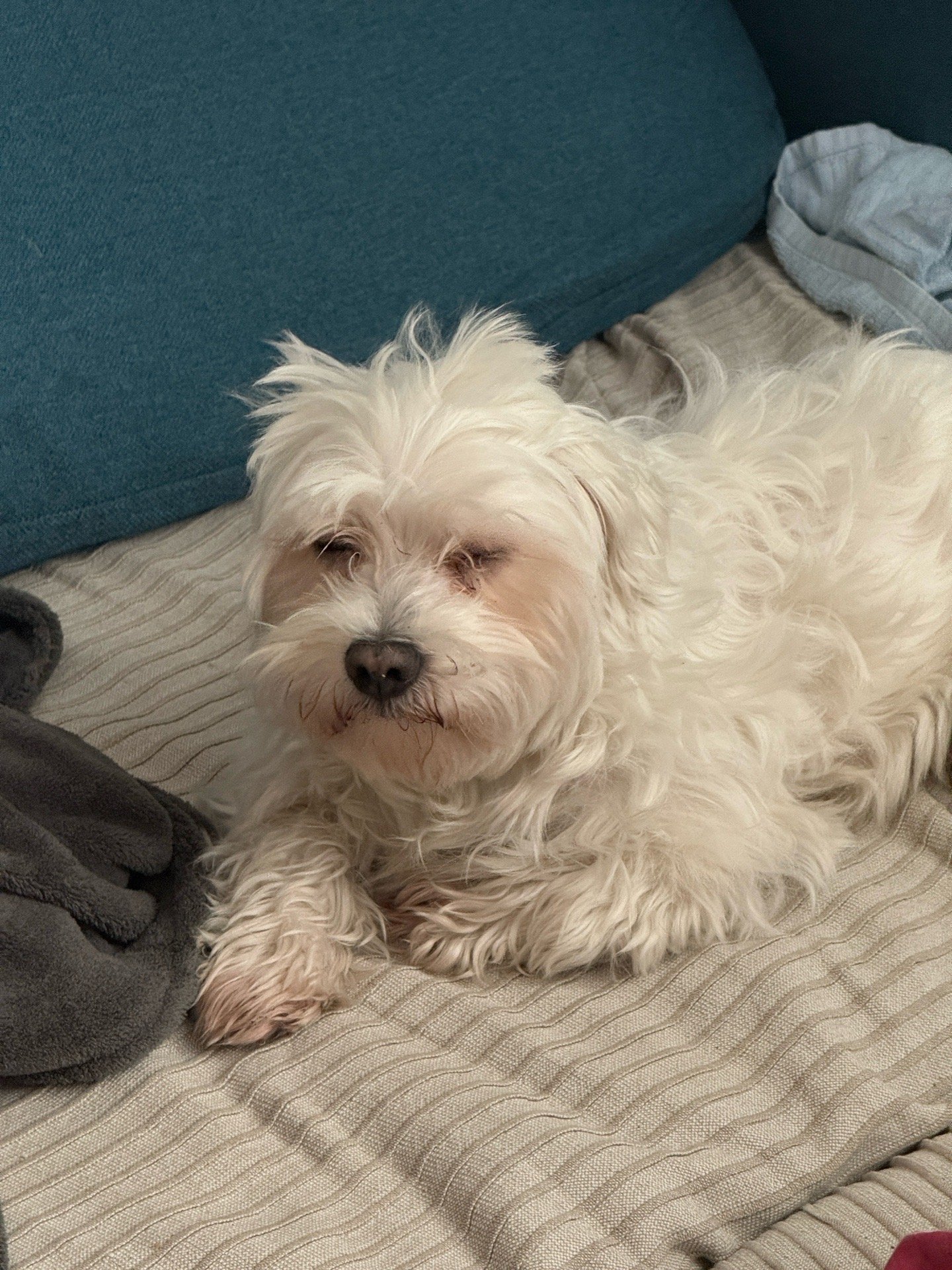 Marina, pet sitter in Den Haag, photo 3