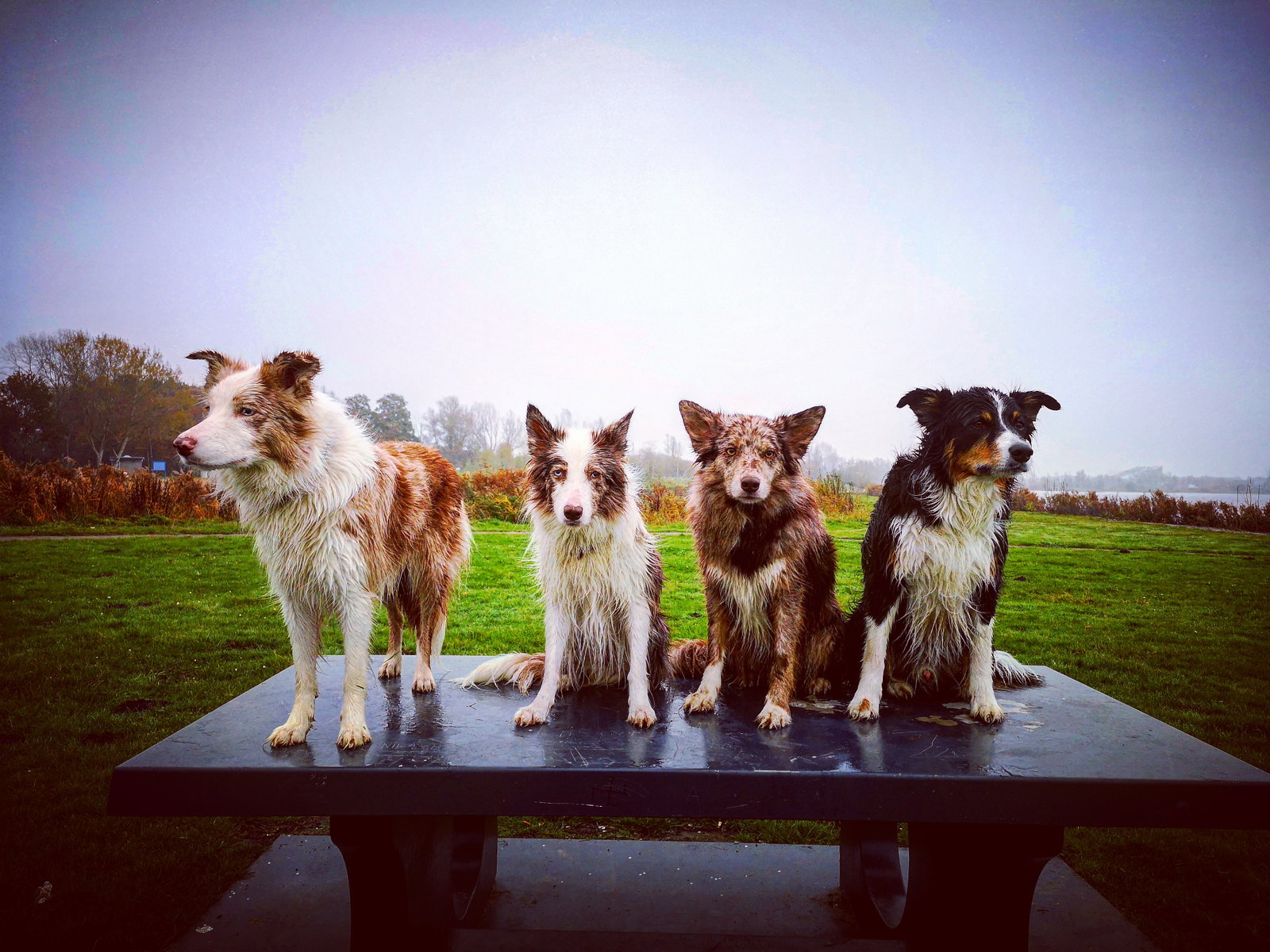 Carol, pet sitter in Delft, photo 1