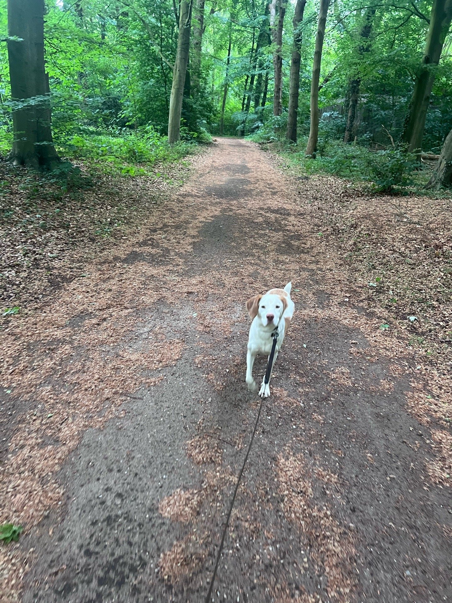 Maaike, pet sitter in Maassluis, photo 2