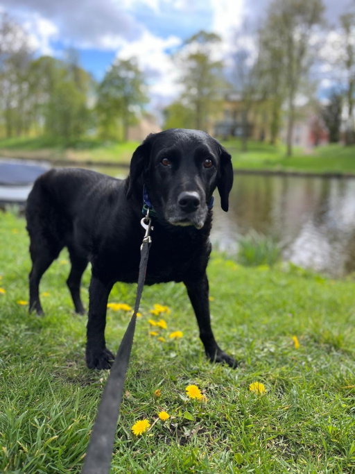 Vosse, pet sitter in Hilversum, photo 3