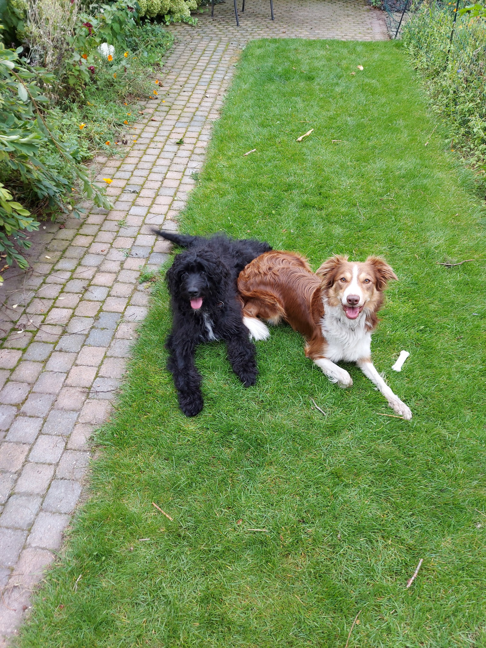 Samantha, pet sitter in Oudenbosch, photo 2