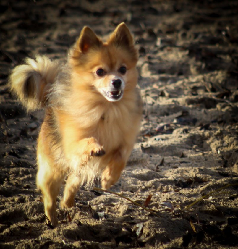 Yvonne, pet sitter in Alblasserdam, photo 1