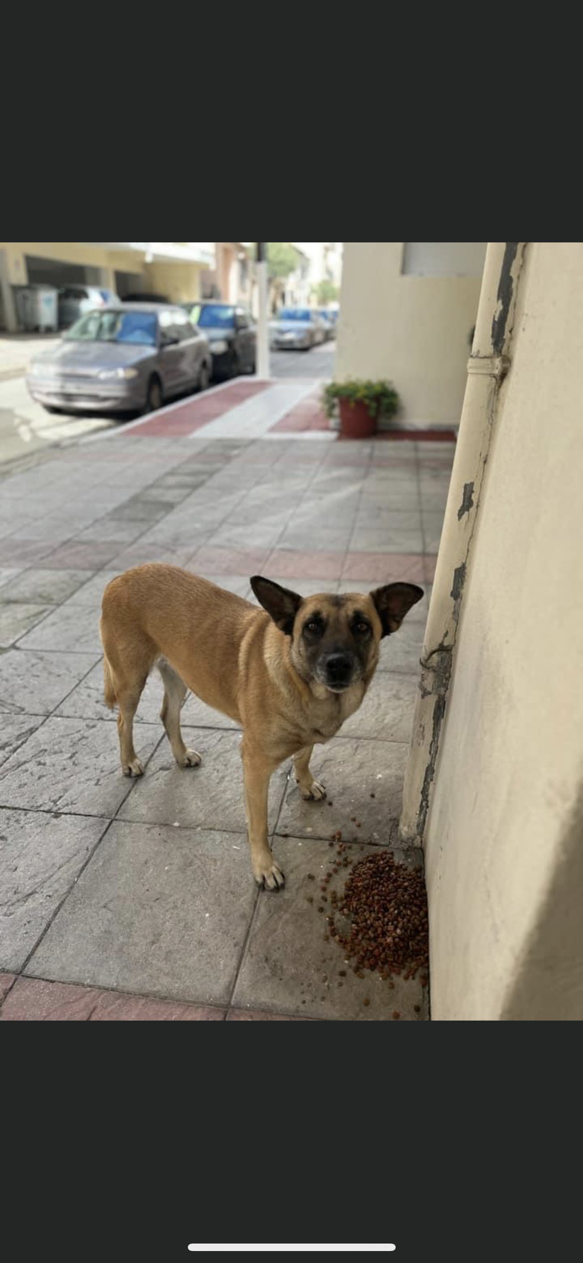 Maria, pet sitter in 's-Gravenhage, photo 1