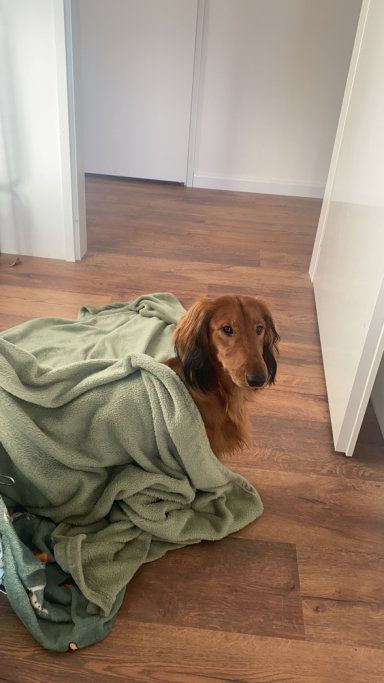 Nawaal, pet sitter in Gouda, photo 4