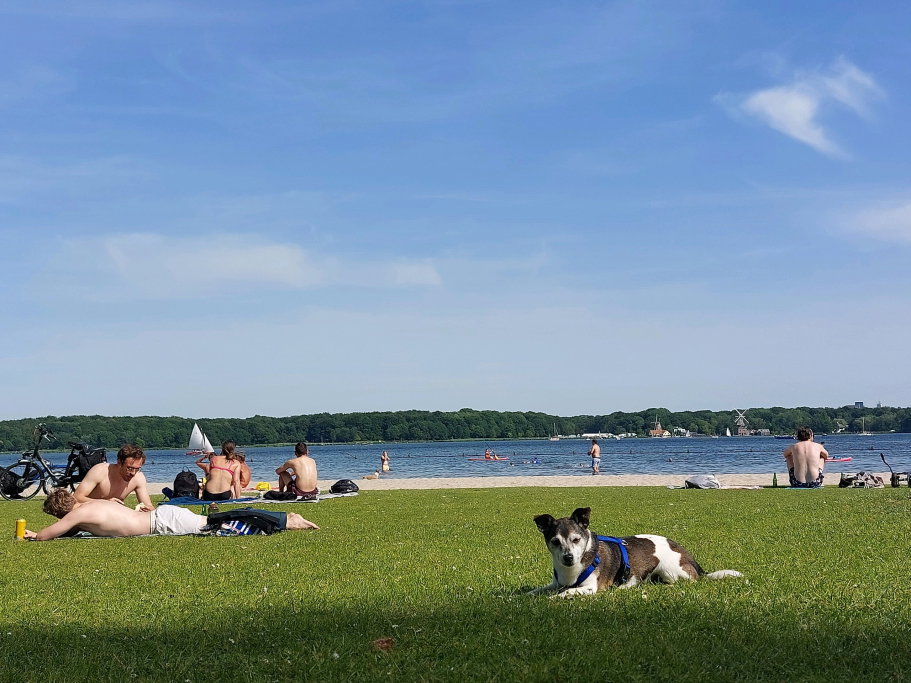 Wendy, pet sitter in Rotterdam, photo 5