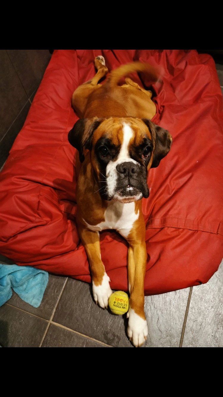 Anais, pet-sitter à Gent, photo 3