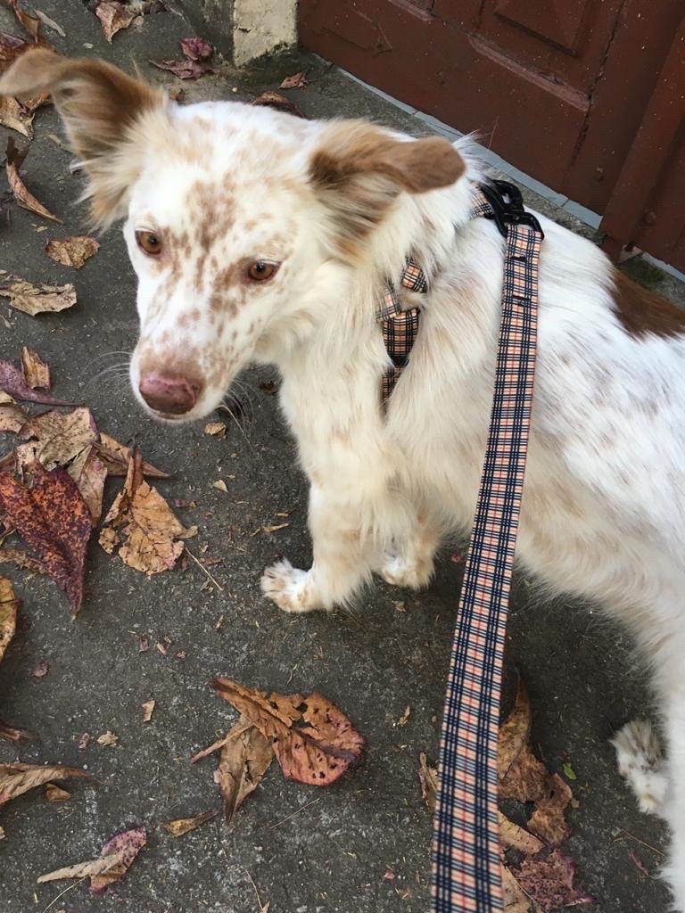 André, pet sitter in Amsterdam, photo 1