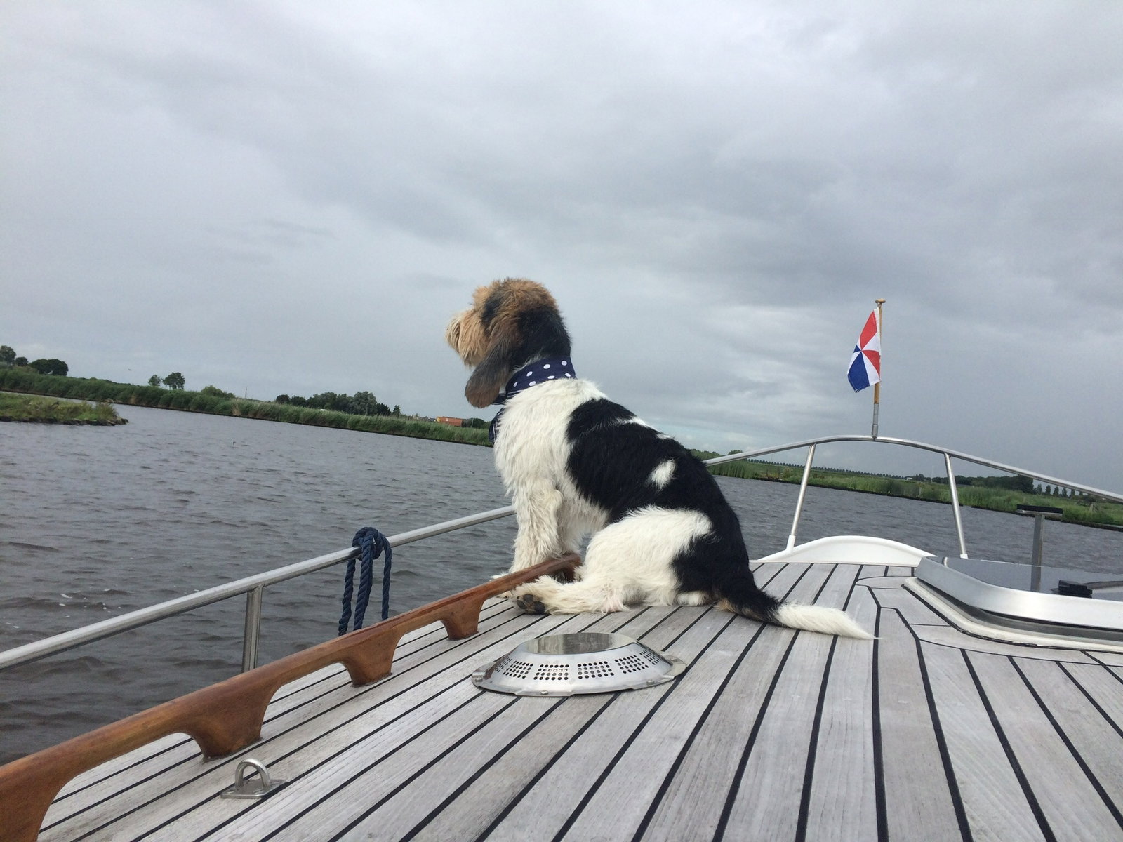 Lyda, pet sitter in Zoetermeer, photo 1