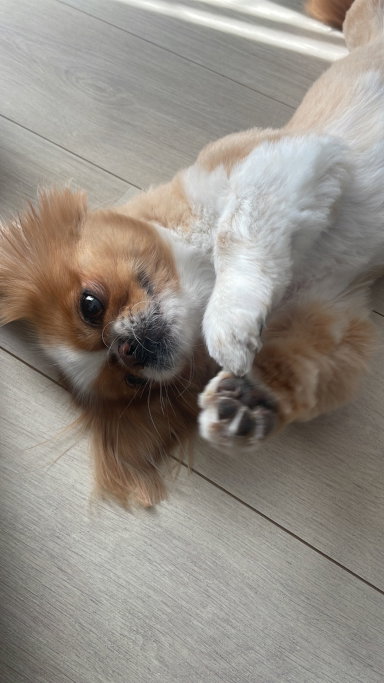 valeria, pet sitter in Amsterdam, photo 5