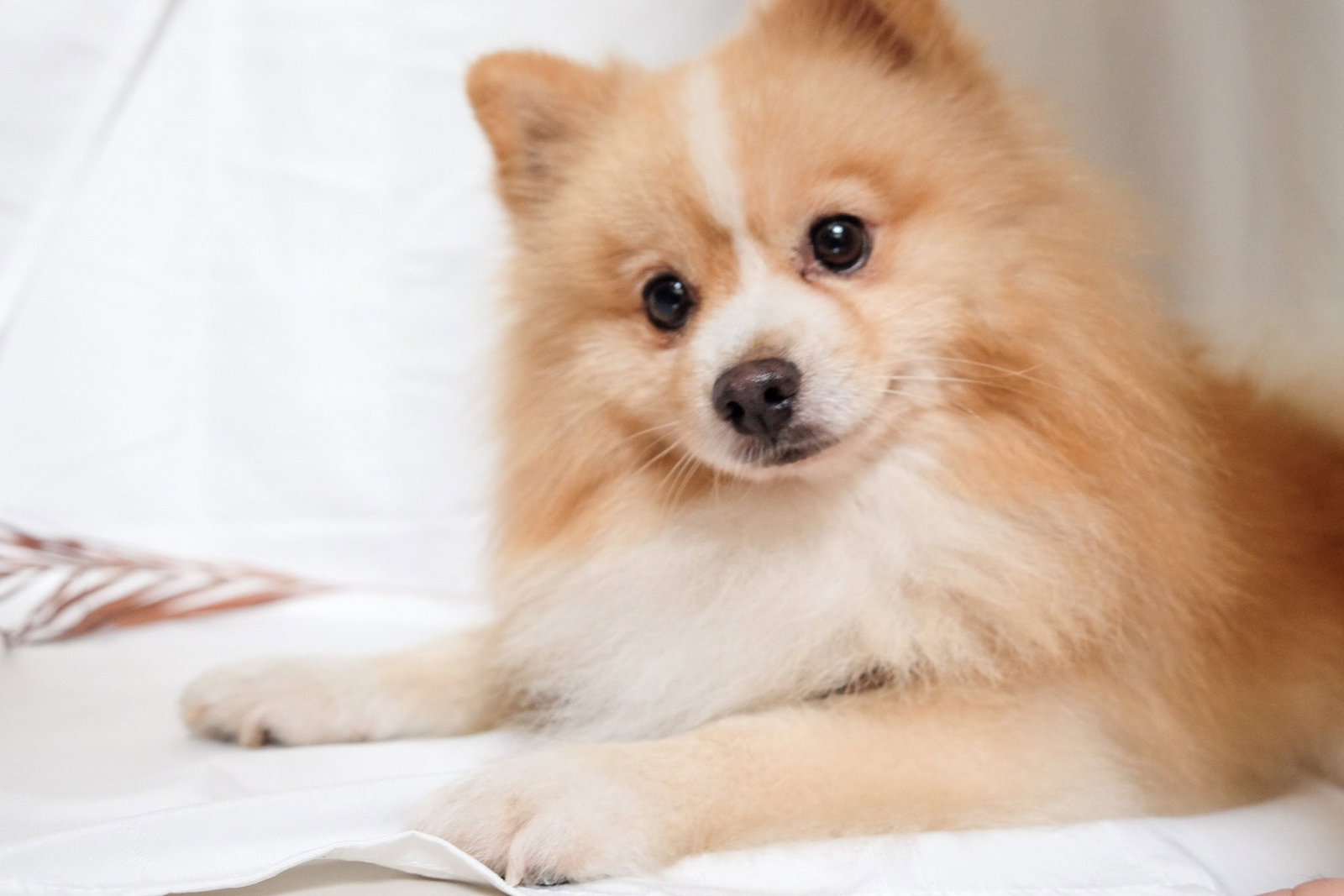 Agnes, pet sitter in Rotterdam, photo 1