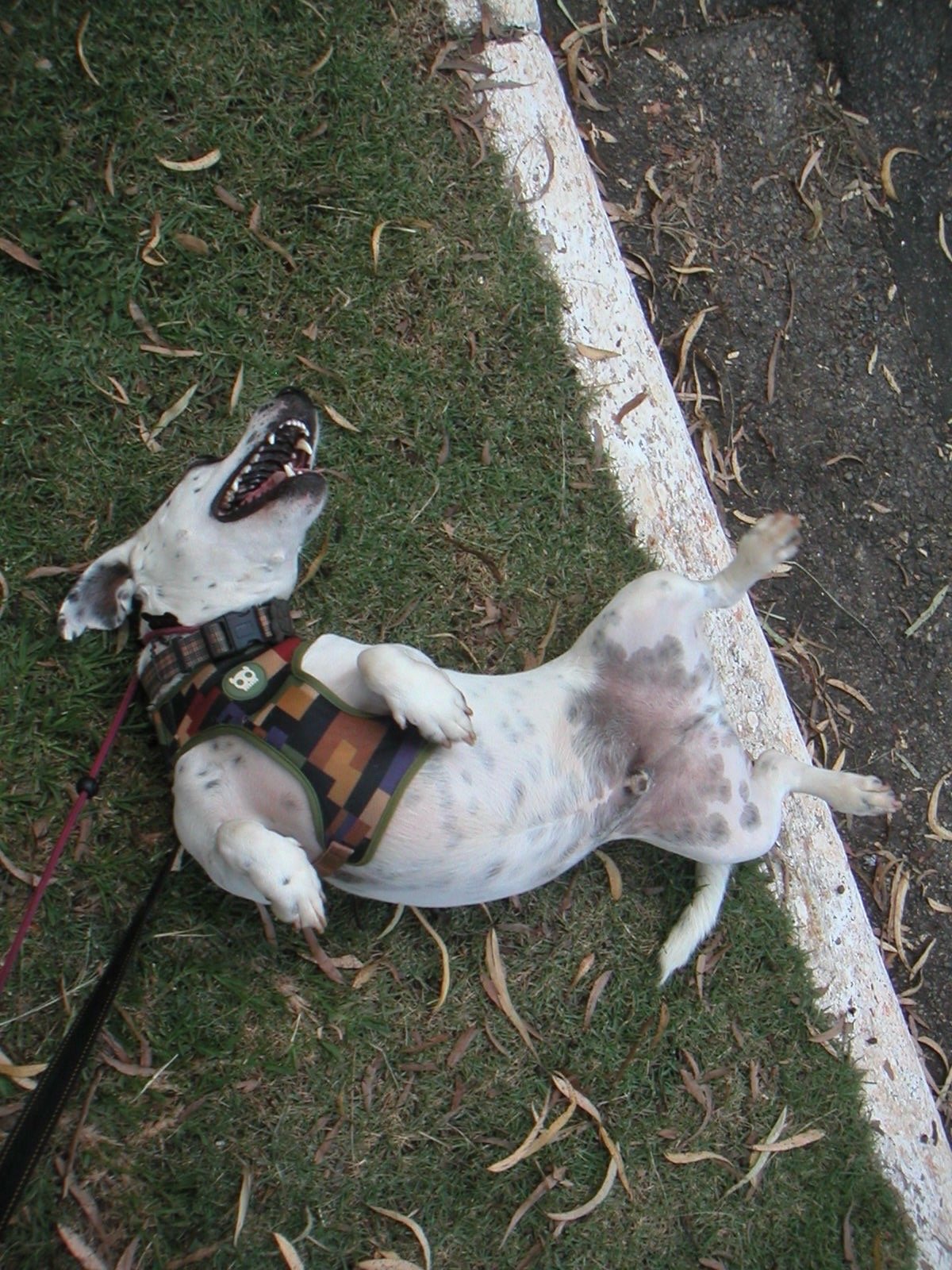 André, pet sitter in Amsterdam, photo 3