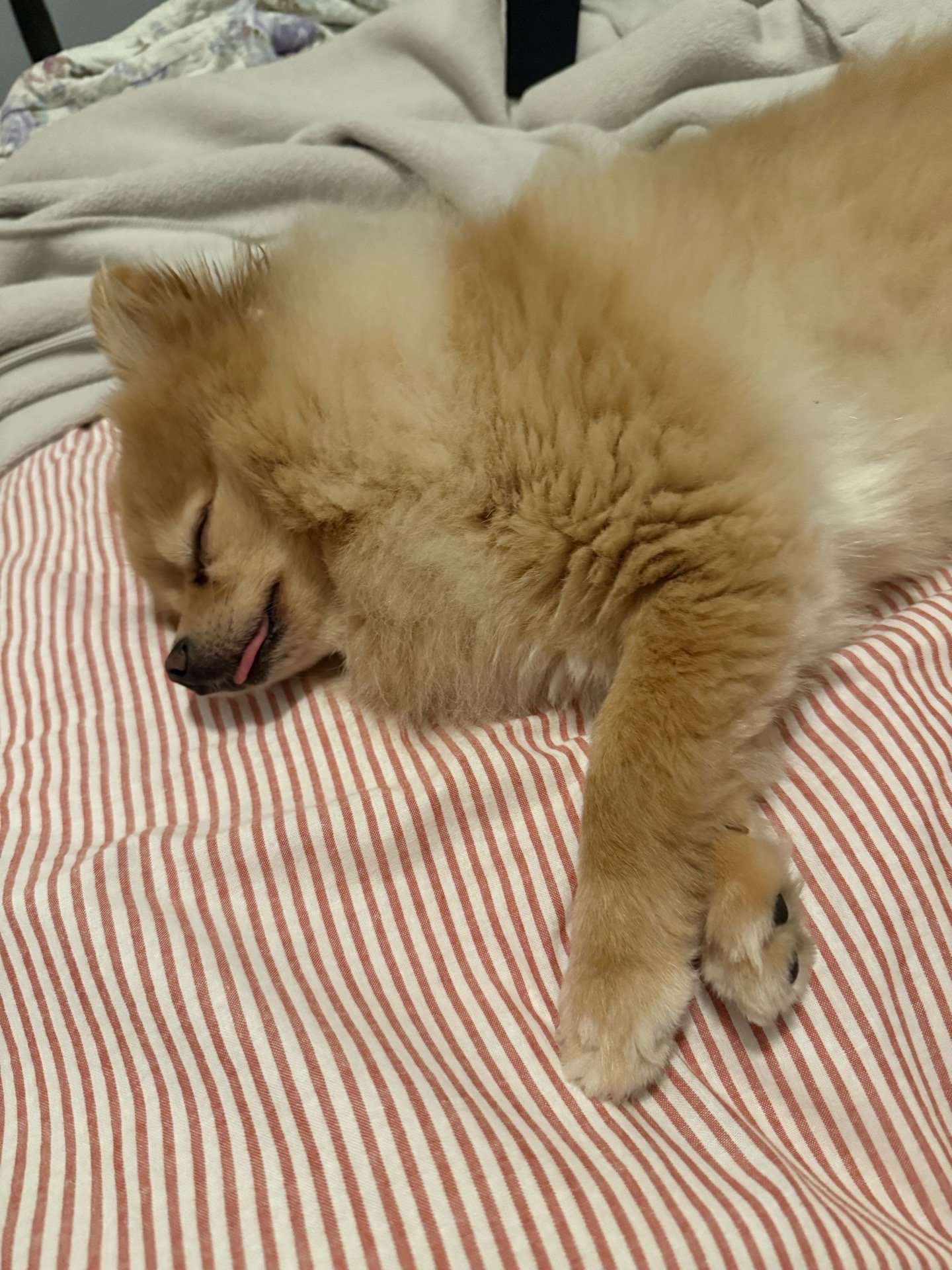 Cindy, pet sitter in Rijswijk, photo 3