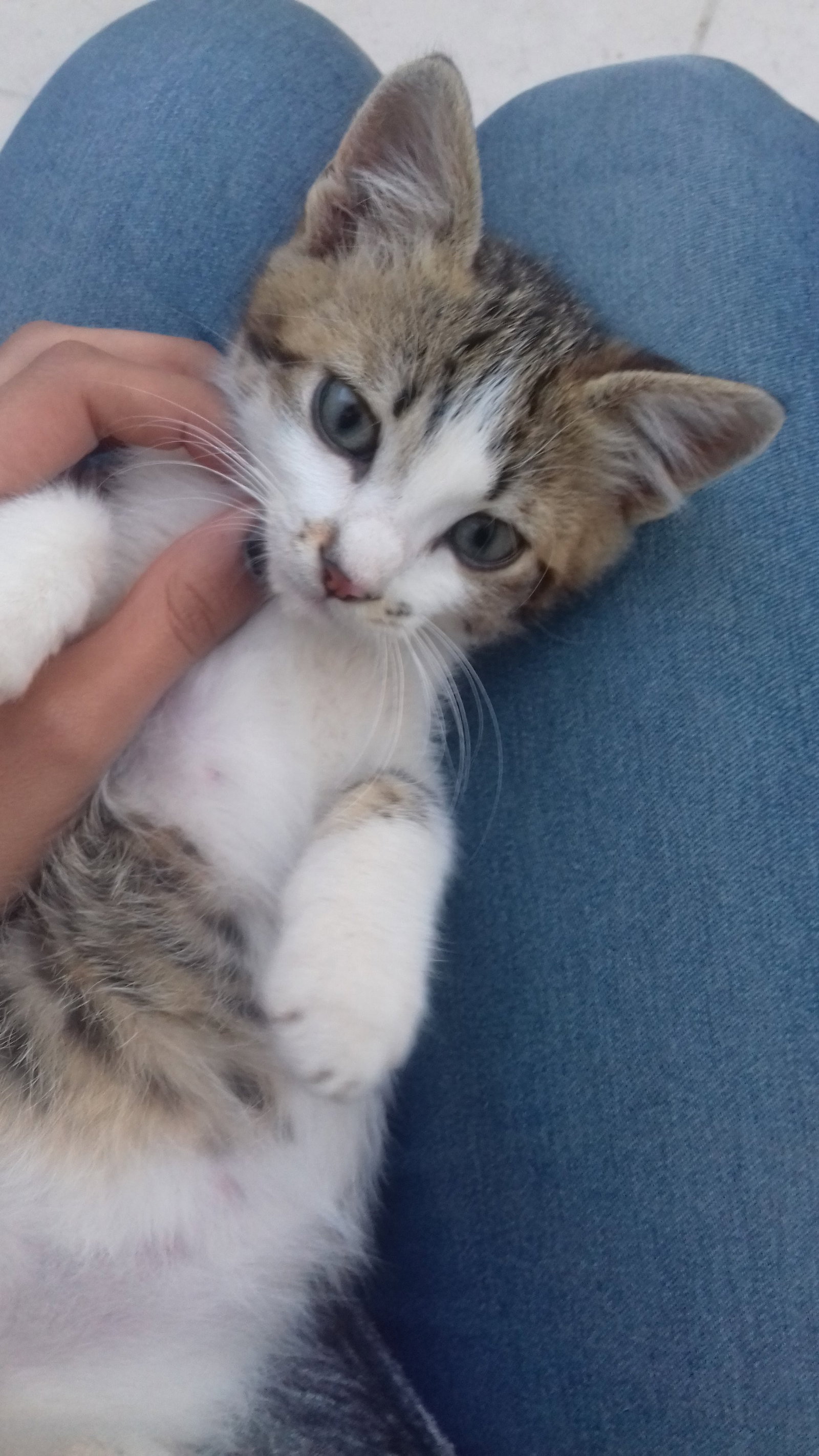 Sarra, pet sitter in Utrecht, photo 3