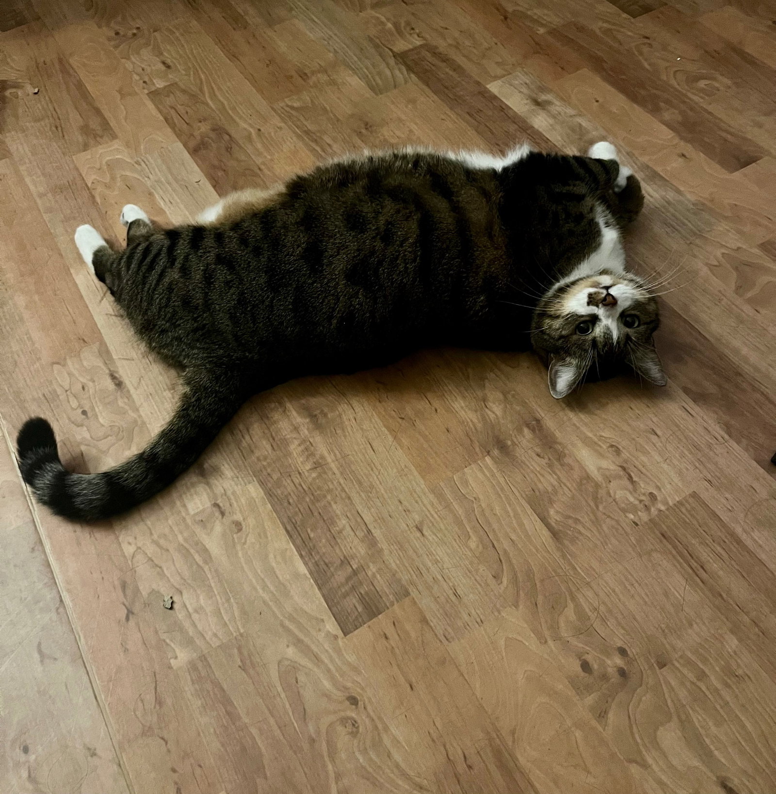 Perrine, pet sitter in Leiden, photo 1