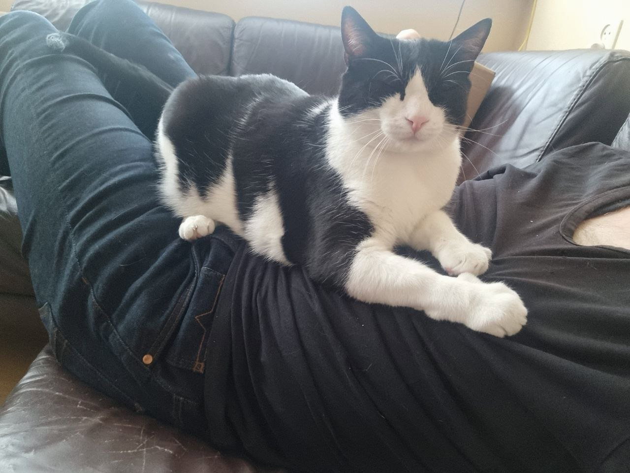 Jace, dierenoppas in Dronten, foto 2