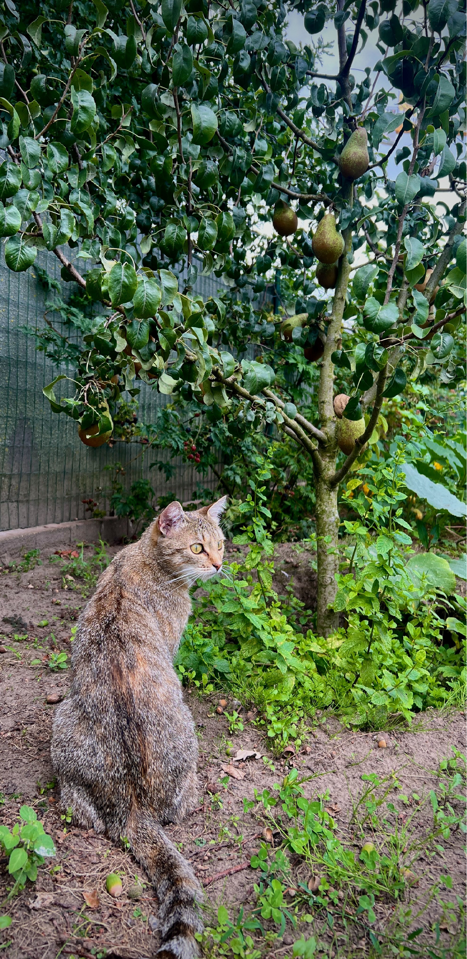 Gülistan, pet sitter in Zele, photo 3