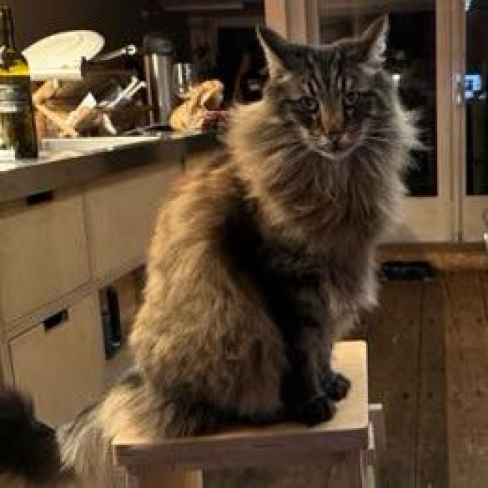 Mayke, pet sitter in Amsterdam, photo 4