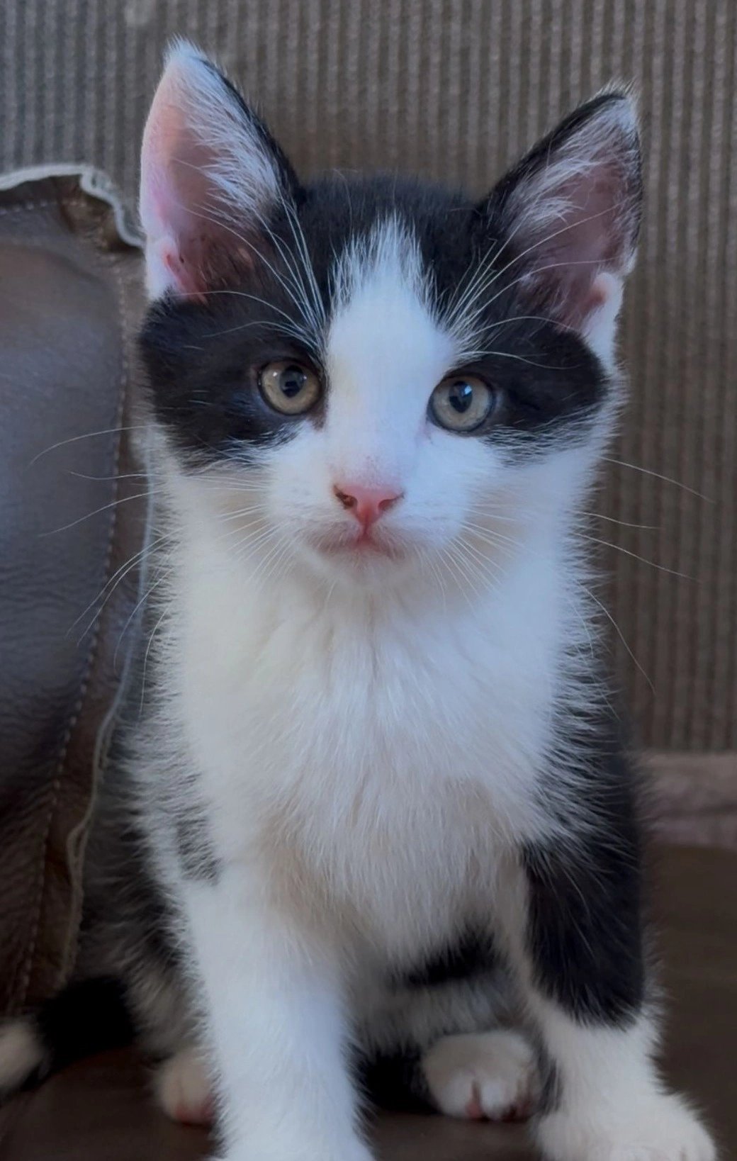 Lizzy, pet sitter in Handel, photo 3
