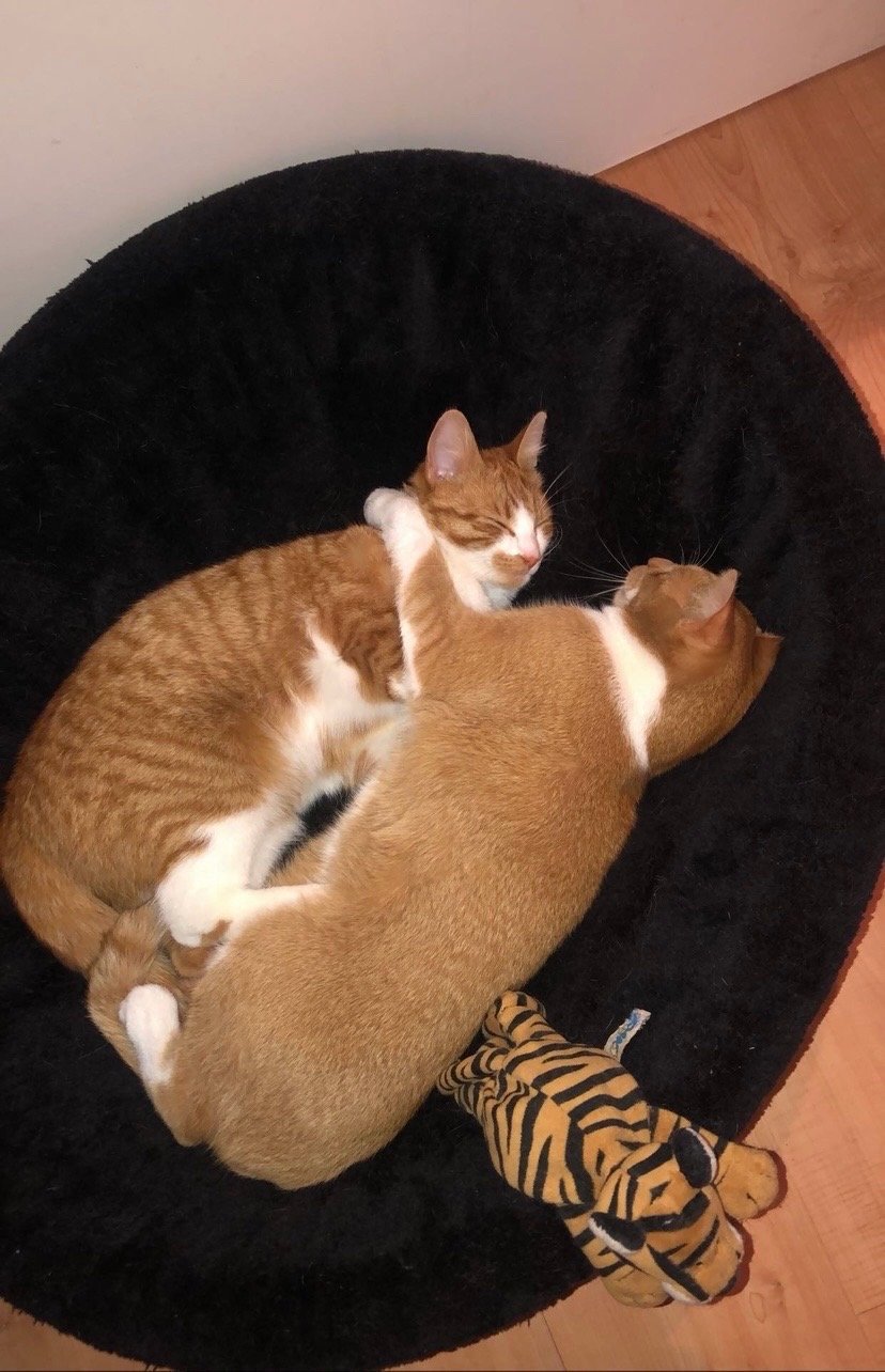 Relinde, pet sitter in Haarlem, photo 2