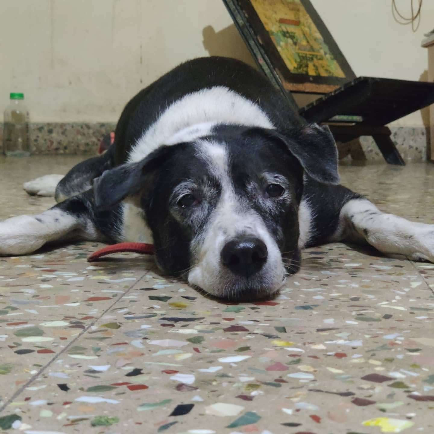 Guanqun, pet sitter in Delft, photo 2
