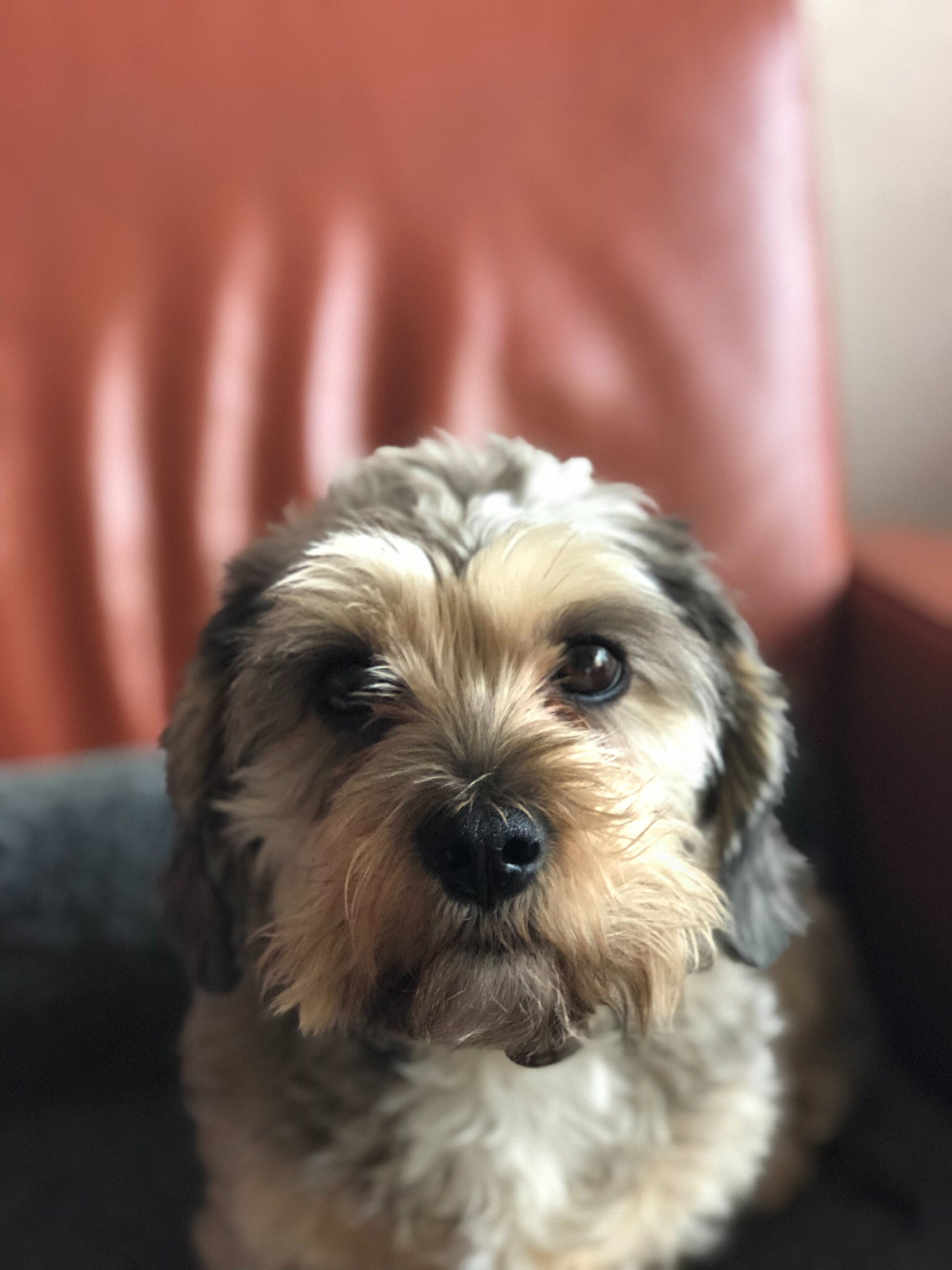 Fleur, pet sitter in Groningen, photo 1