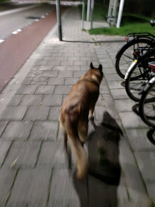 Anne, pet sitter in 's-Gravenhage, photo 1