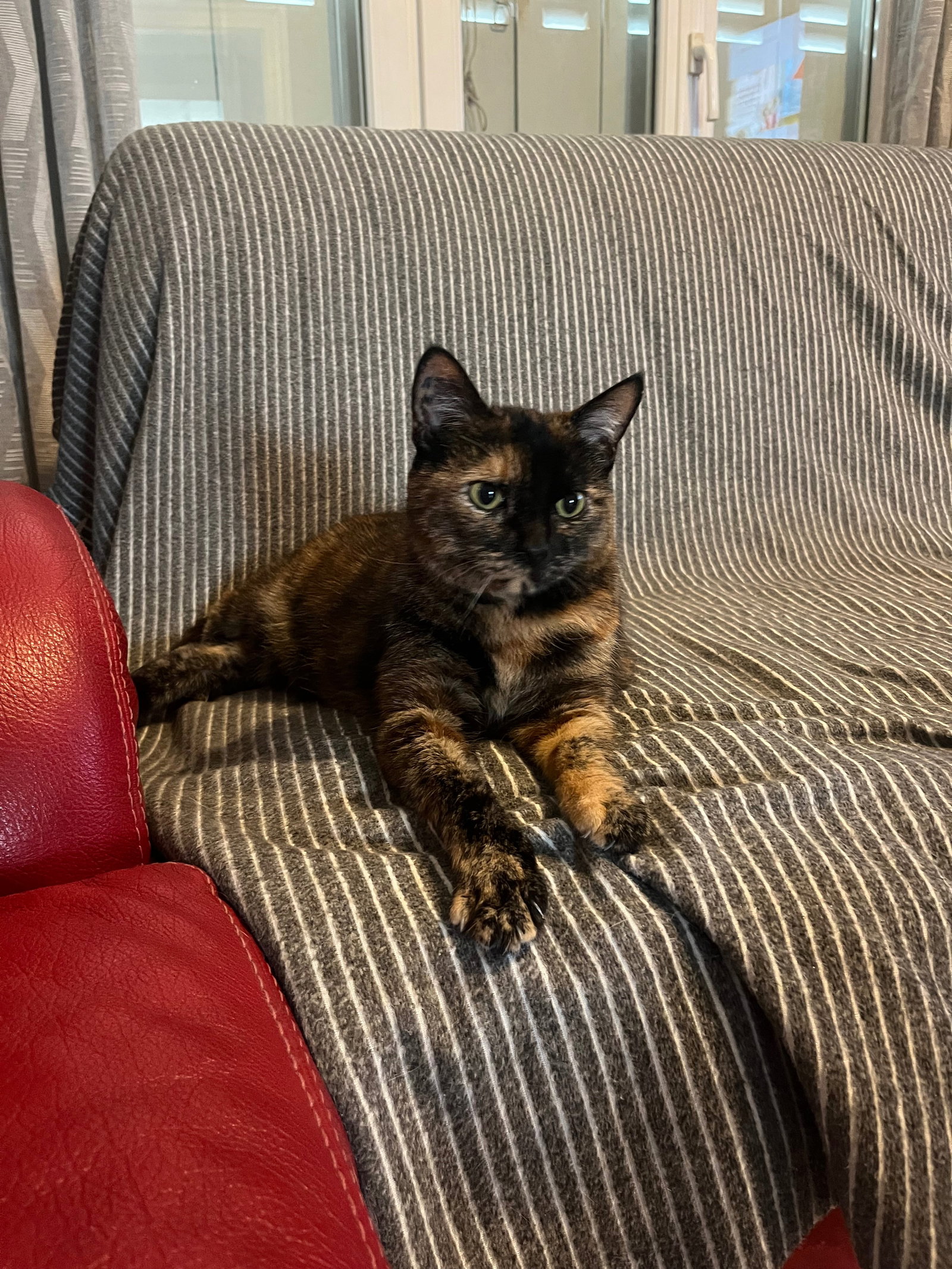 Perrine, pet sitter in Leiden, photo 3