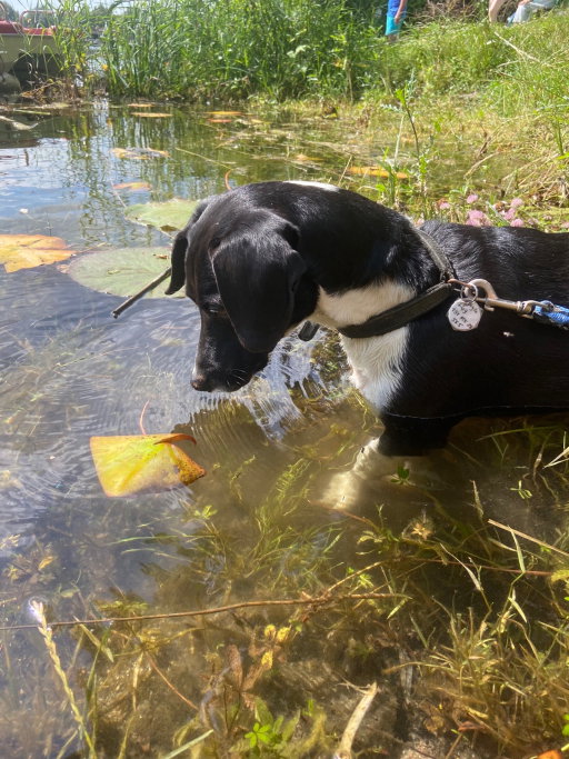 Rayen, pet sitter in Karlsruhe, photo 4