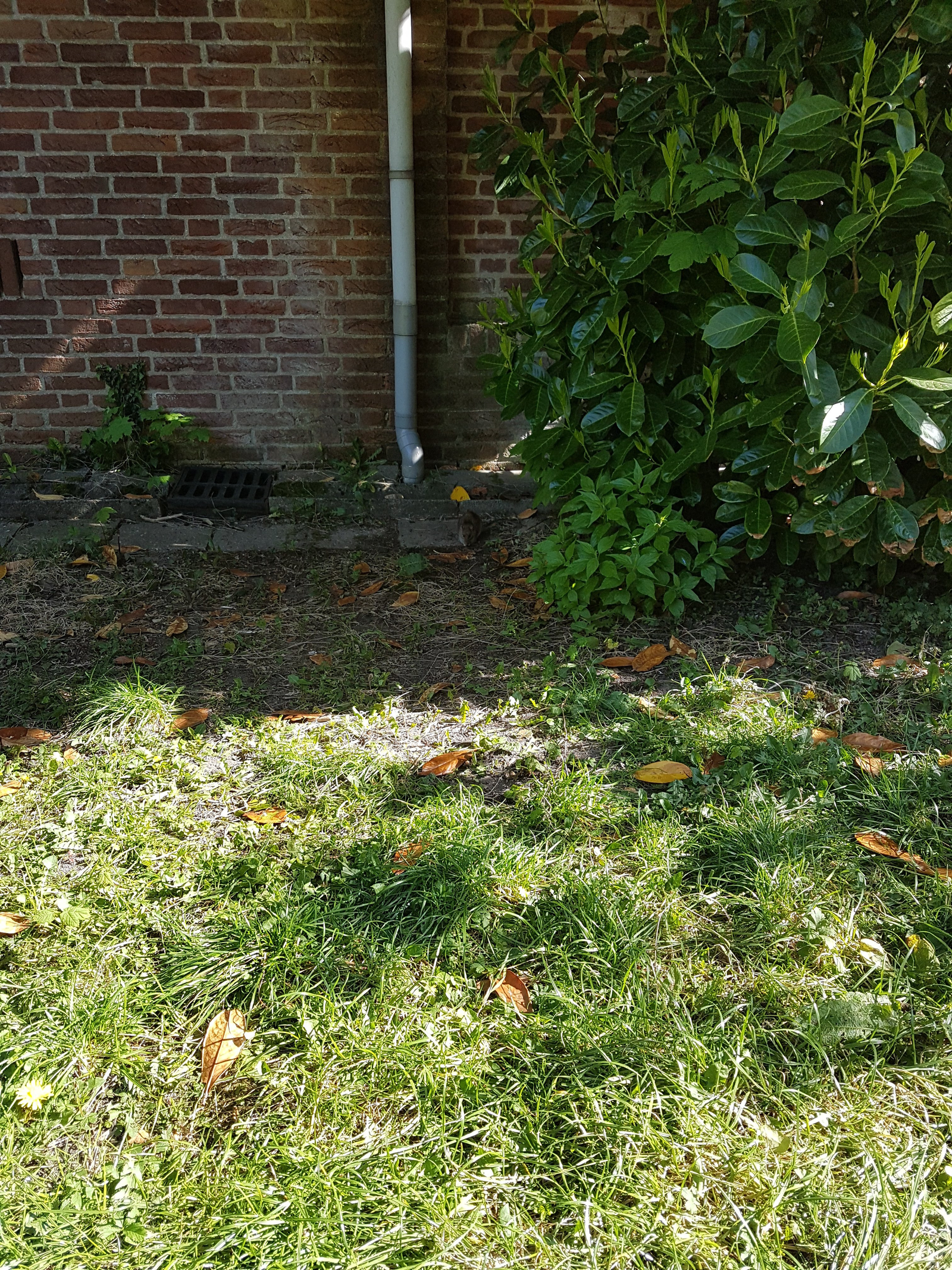 Sharon, pet sitter in Rotterdam, photo 1