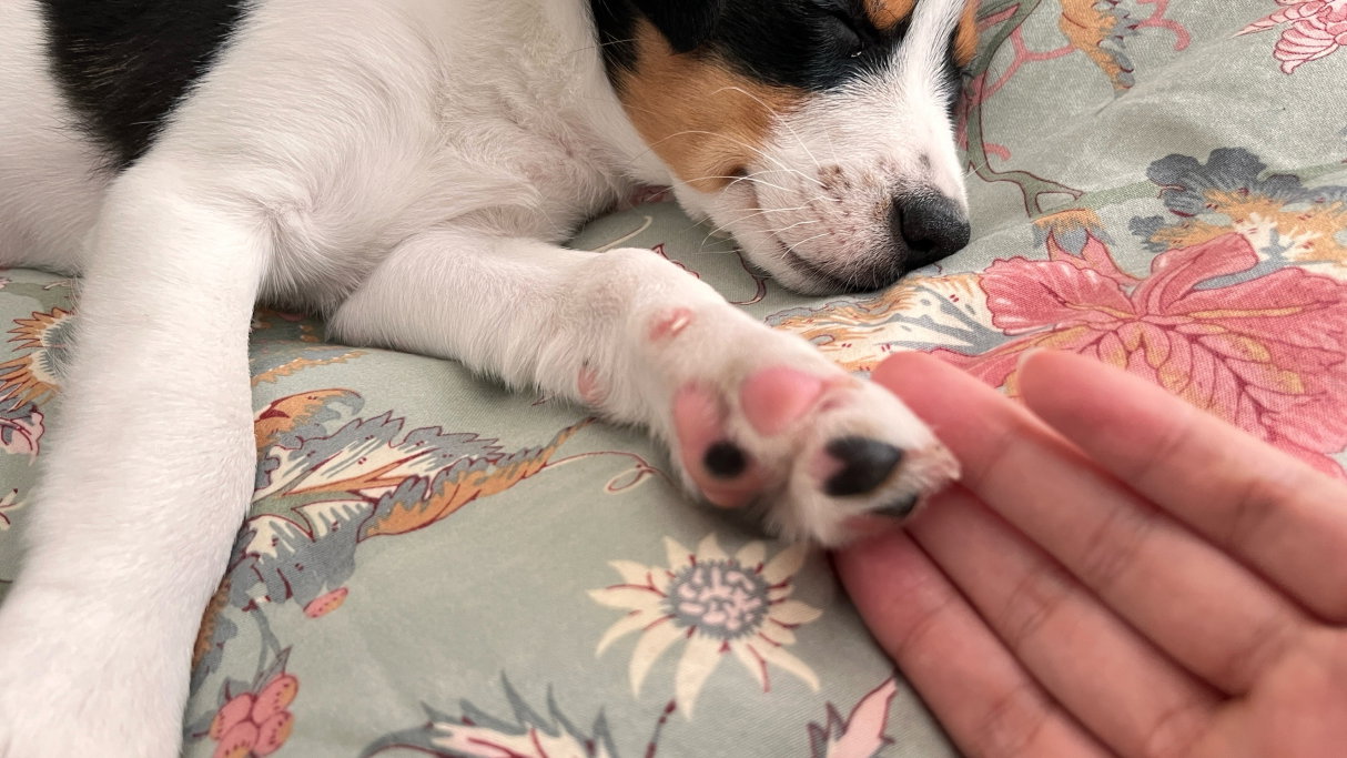 Mumu, pet sitter in Diemen, photo 3