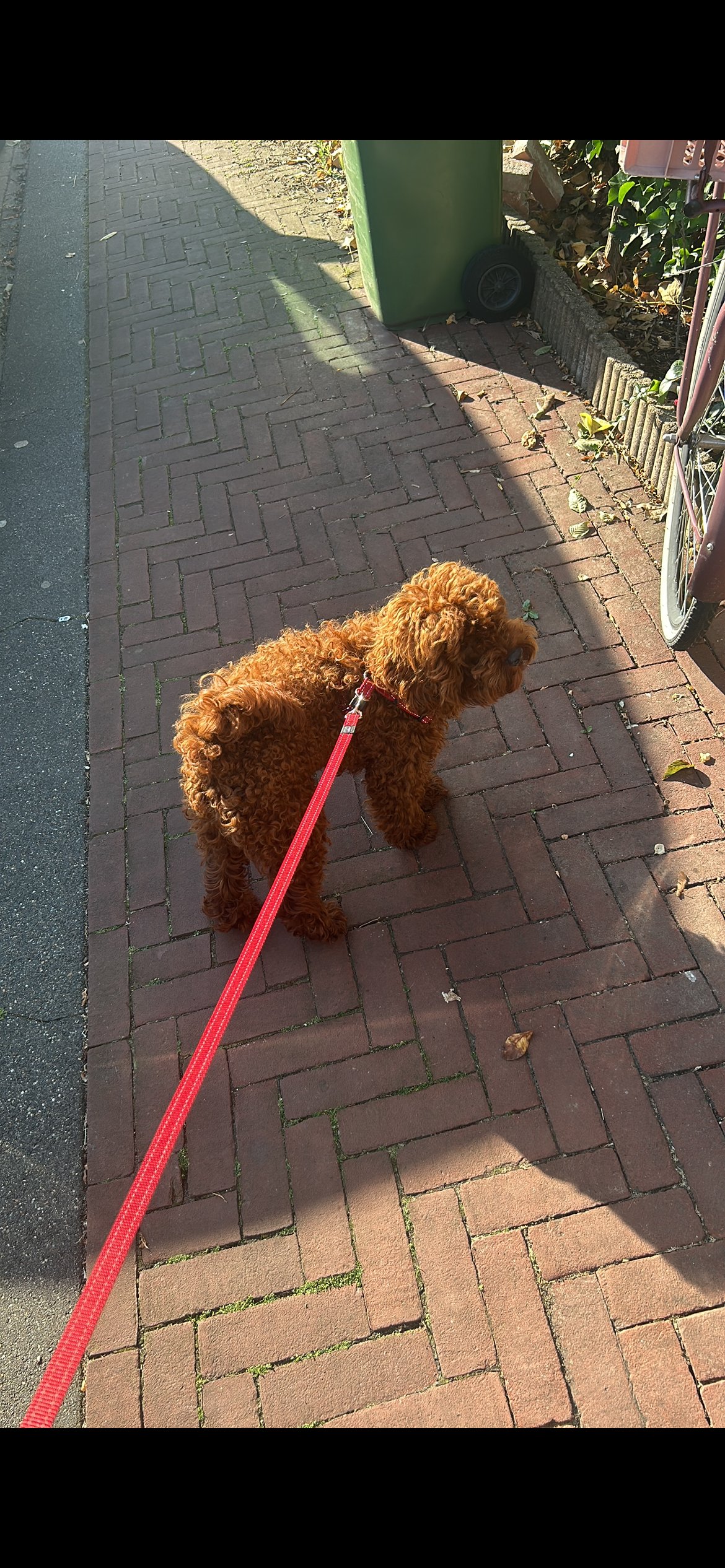 Devon, pet sitter in 's-Hertogenbosch, photo 3