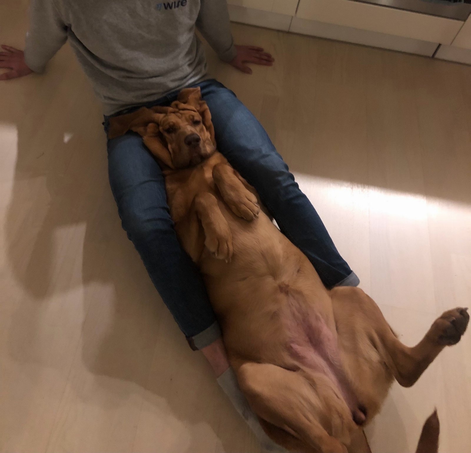 Liselotta, pet sitter in Rotterdam, photo 3