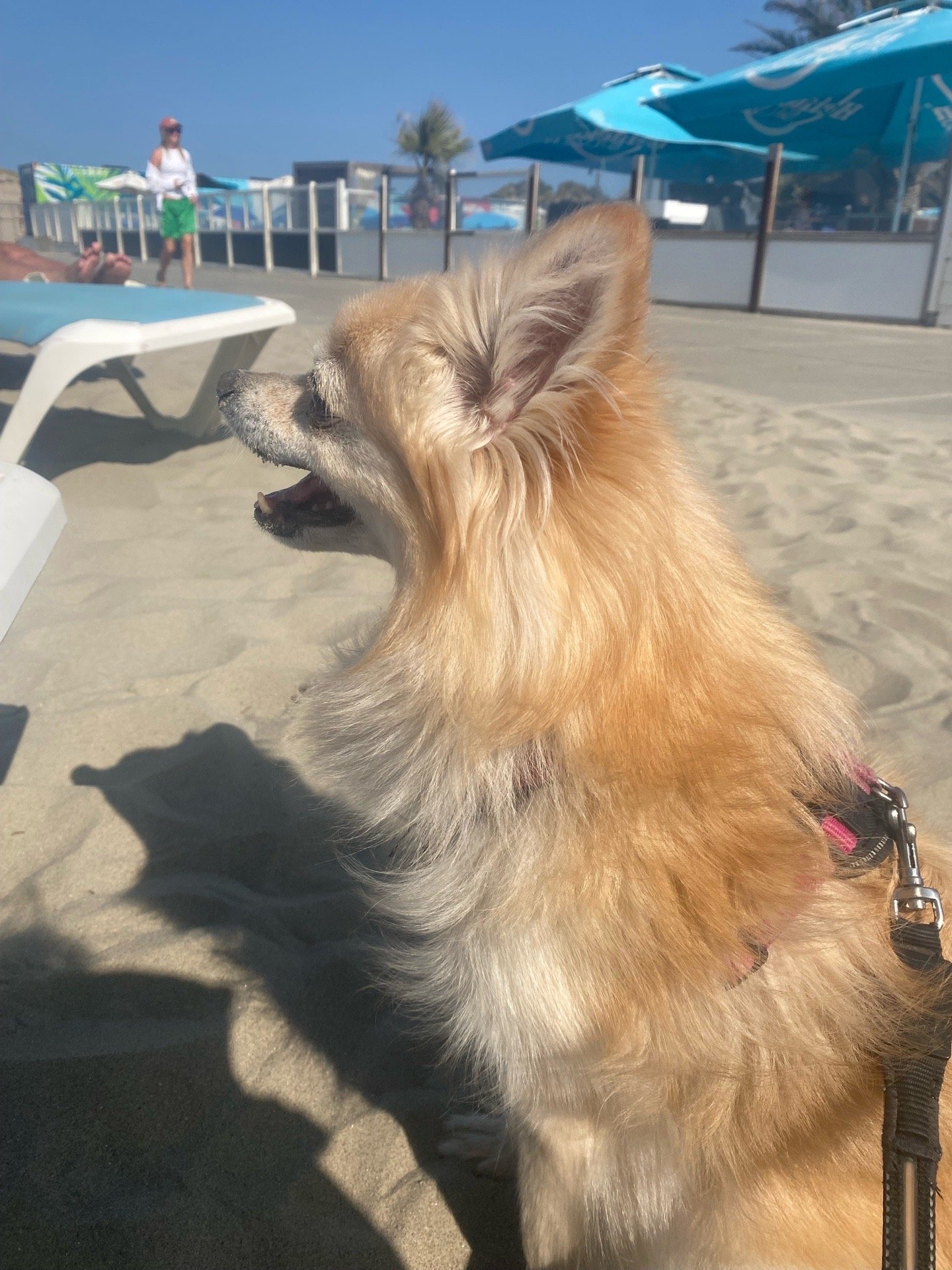 Natalia, pet sitter in Vlaardingen, photo 5